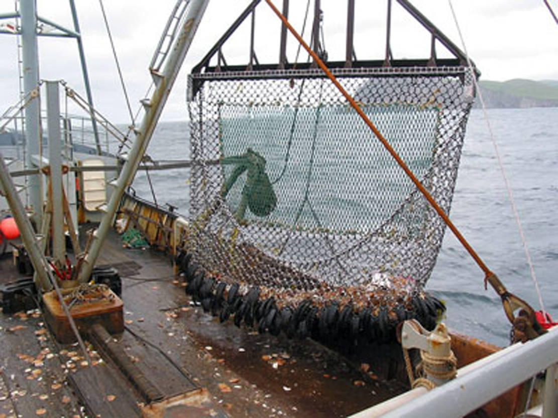 In this undated photo, crew members haul scallops up onto the deck of a fishing vessel from a dredge. Alaska Department of Fish and Game staff have been researching the increasing incidence of a condition called “weak meats” in Alaska scallops, which makes the product unmarketable. (Photo courtesy the Alaska Department of Fish and Game)