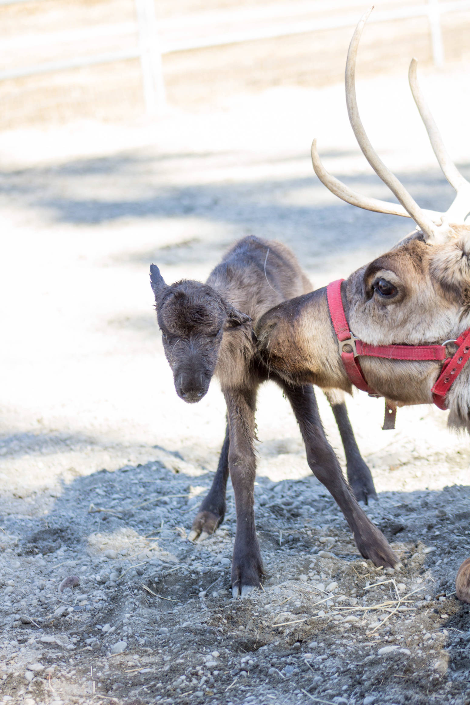 Dancer the reindeer nuzzles her new baby, a female, shortly after its birth on Tuesday, April 18, 2017 in Nikiski, Alaska. The Hansen family in Nikiski has had reindeer for five years and take them around the central Kenai Peninsula for appearances at Christmastime. Any money donated by those who get their pictures with the animals is given to support homeless children, Hara Hansen said. (Photo courtesy Megan Ward)