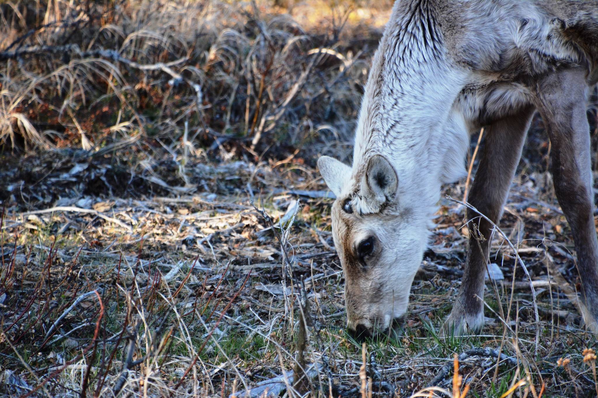 A caribou snacks on a sunny spring day. (Photo by Leah Eskelin/USFWS)