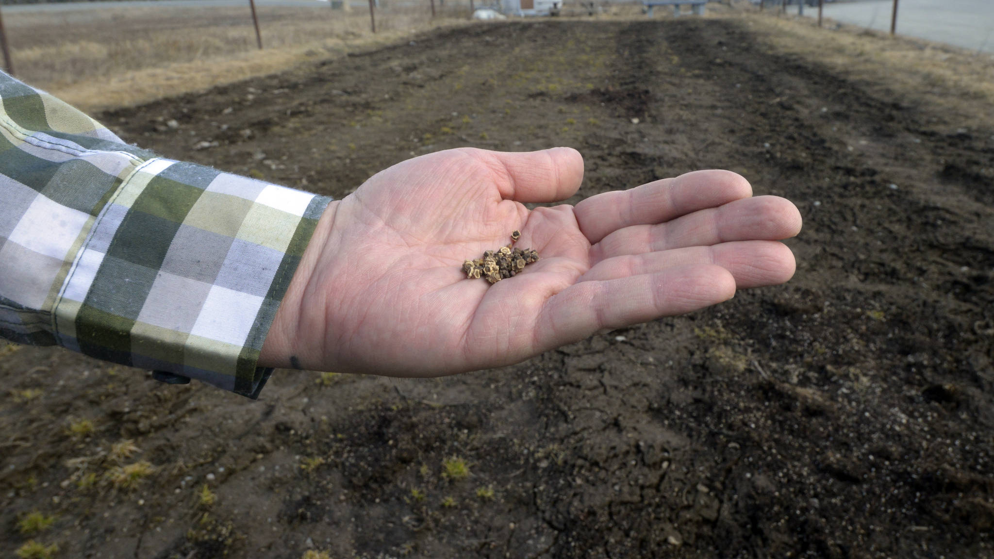 Paul Sutherland of the Kenai Peninsula Food Bank holds a handful of seeds for the upcoming growing season at the food bank’s garden Thursday in Soldotna. (Kat Sorensen/Peninsula Clarion)