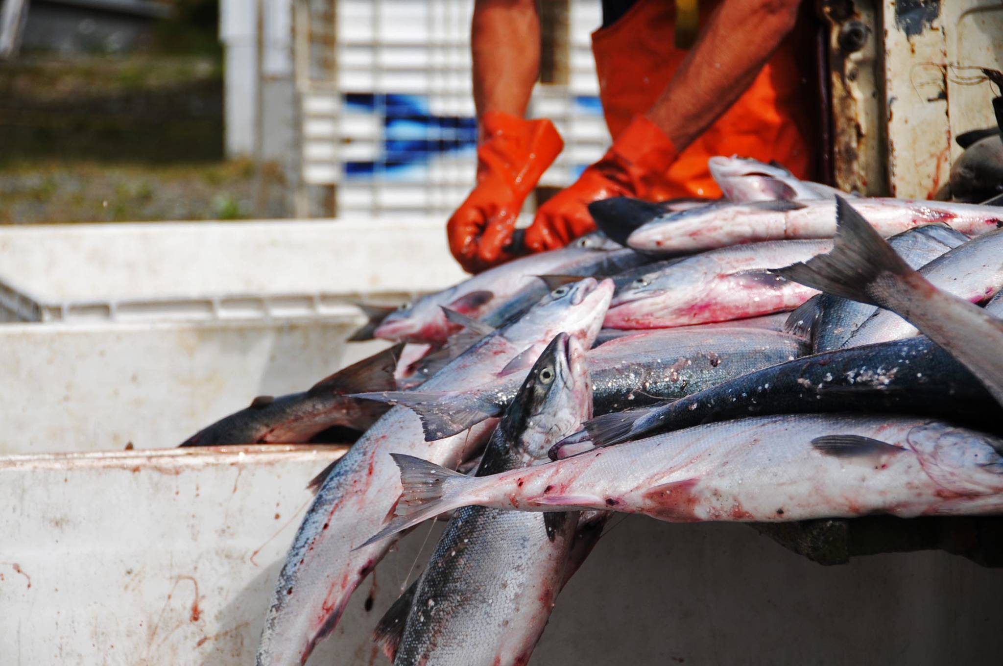 Workers at Alaska Salmon Purchasers sort sockeye salmon caught in a set gillnet in this July 2016 photo near Nikiski, Alaska. (Elizabeth Earl/Peninsula Clarion, file)