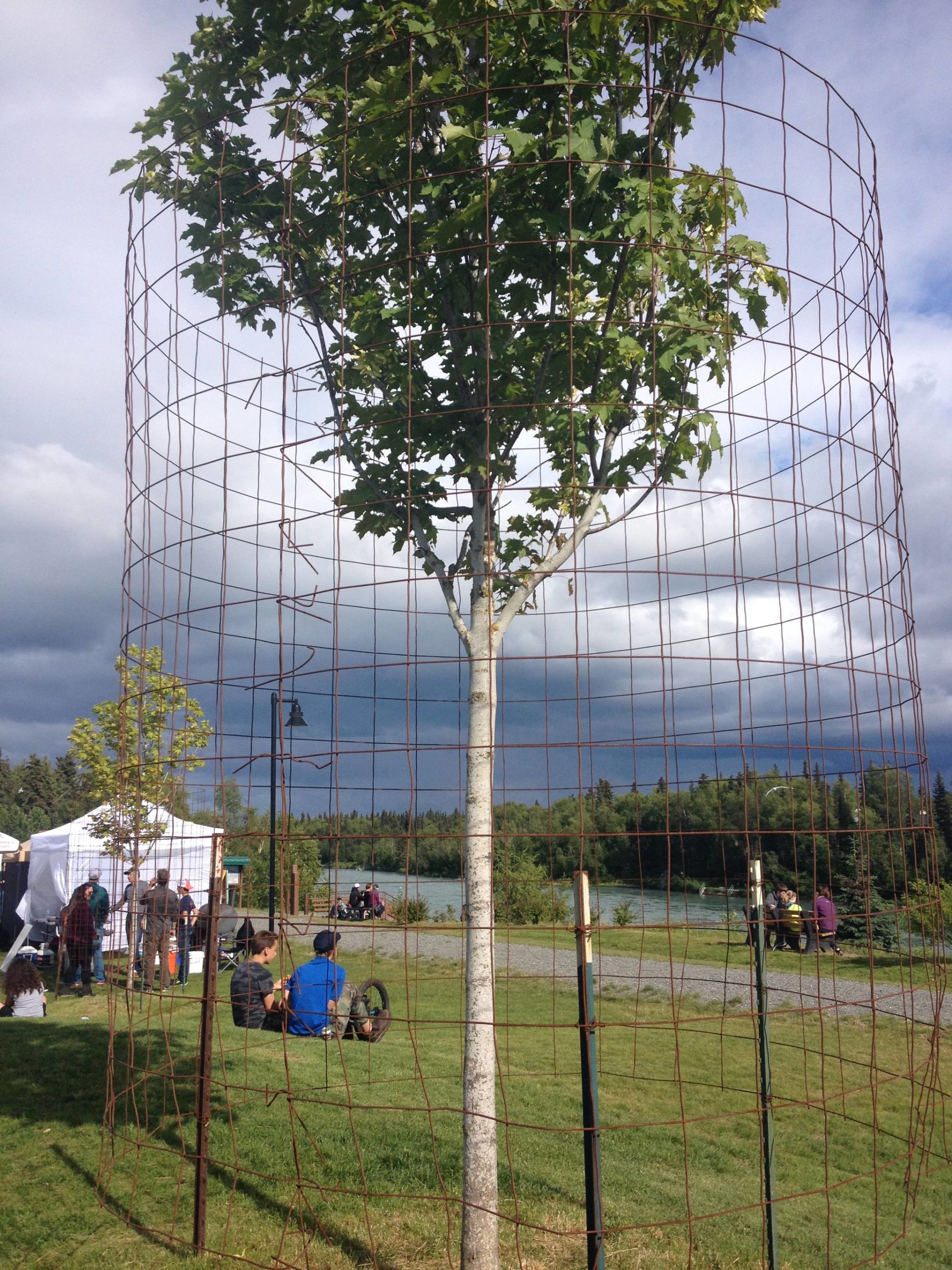 Refuge Notebook Surprising trees grow on the Kenai Peninsula