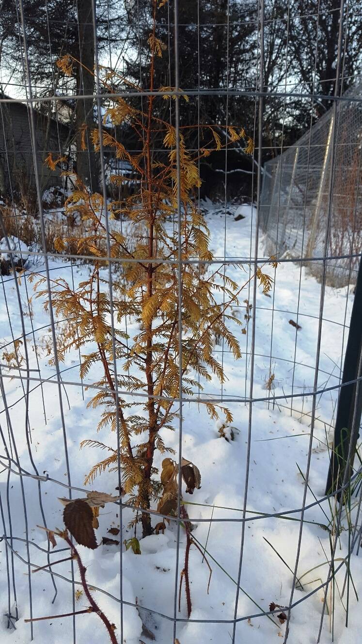 A Dawn Redwood grows in Homer. Until it was rediscovered in China in 1943, this species was only known from fossil records. (Photo Paula Riley)