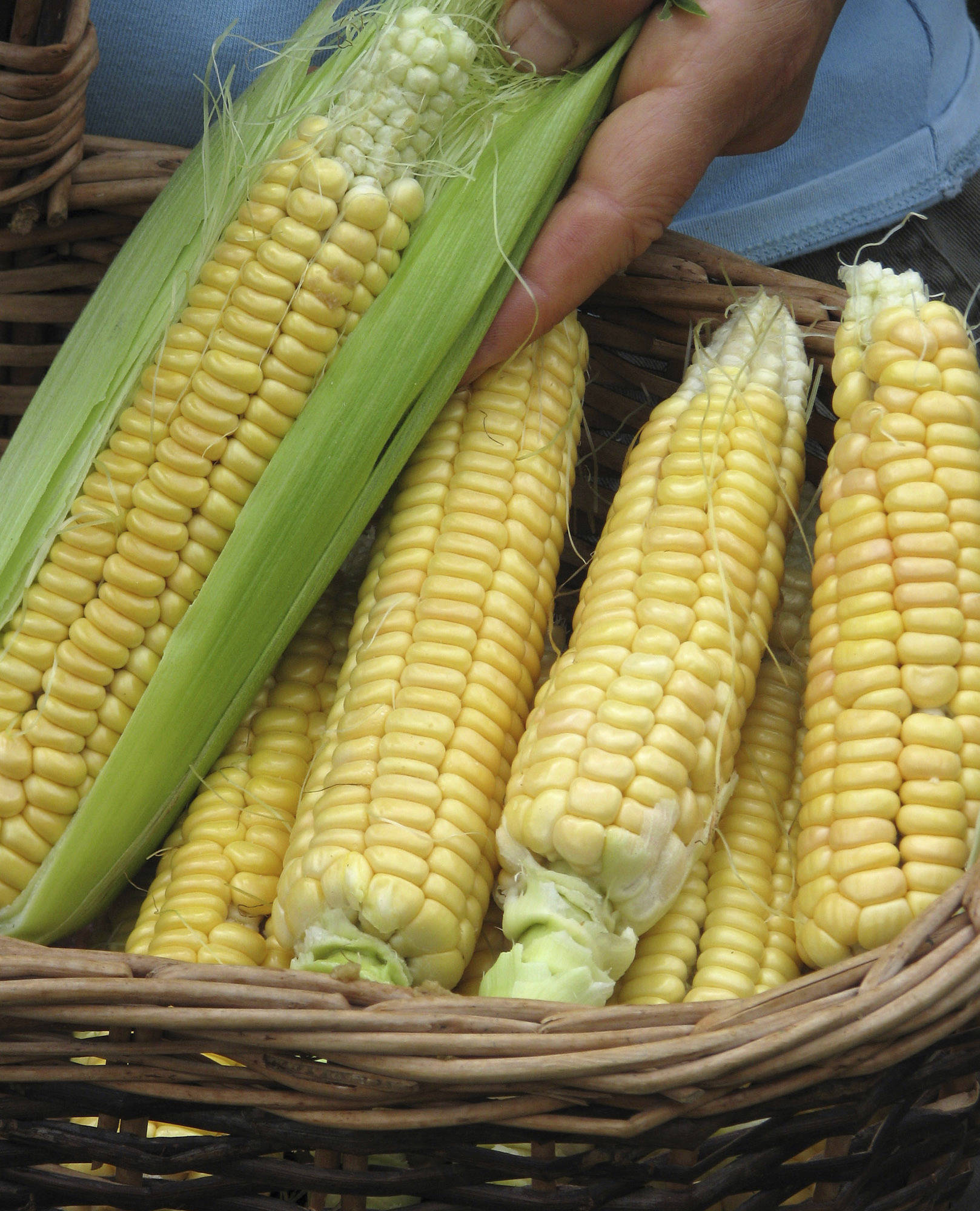 This undated photo shows Golden Bantam corn in New Paltz, N.Y. Golden Bantam is a delectable, heirloom variety of corn from which you can save seeds for sharing and for planting in years to come — as long it is grown in isolation from other varieties of corn. (Lee Reich via AP)