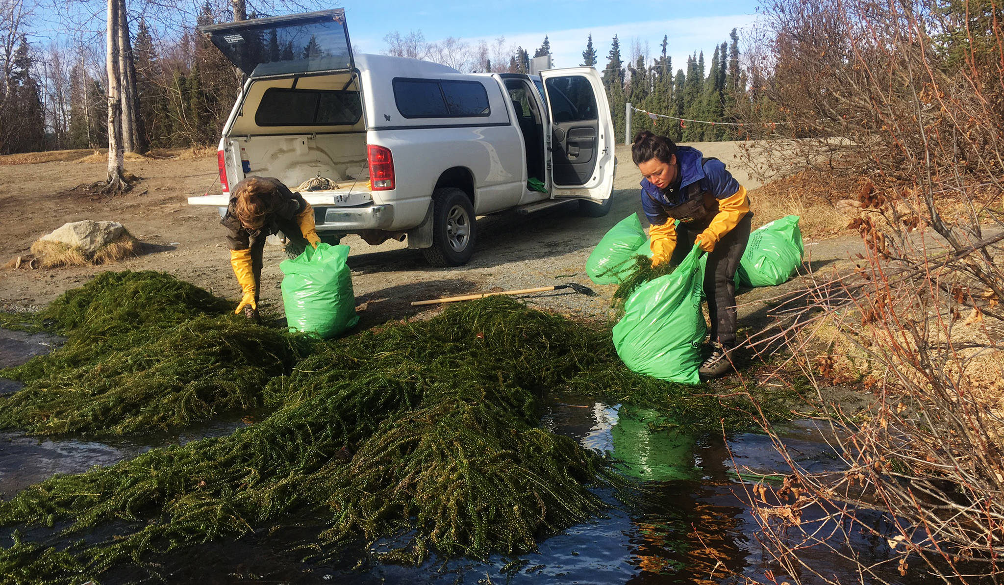 Kenai National Wildlife Refuge intern Kyra Clark (left) and Kenai Watershed Forum Invasives Specialist Jennifer Peura bag clumps of elodea pulled out of Sport Lake’s boat launch area on Thursday, May 4 near Soldotna. Refuge and Watershed Forum staff pulled about 30 trashbags of the invasive waterweed from Sport Lake on Thursday and tentatively plan to begin treating it with herbicide on May 16. (Photo courtesy of John Morton/ Kenai National Wildlife Refuge)