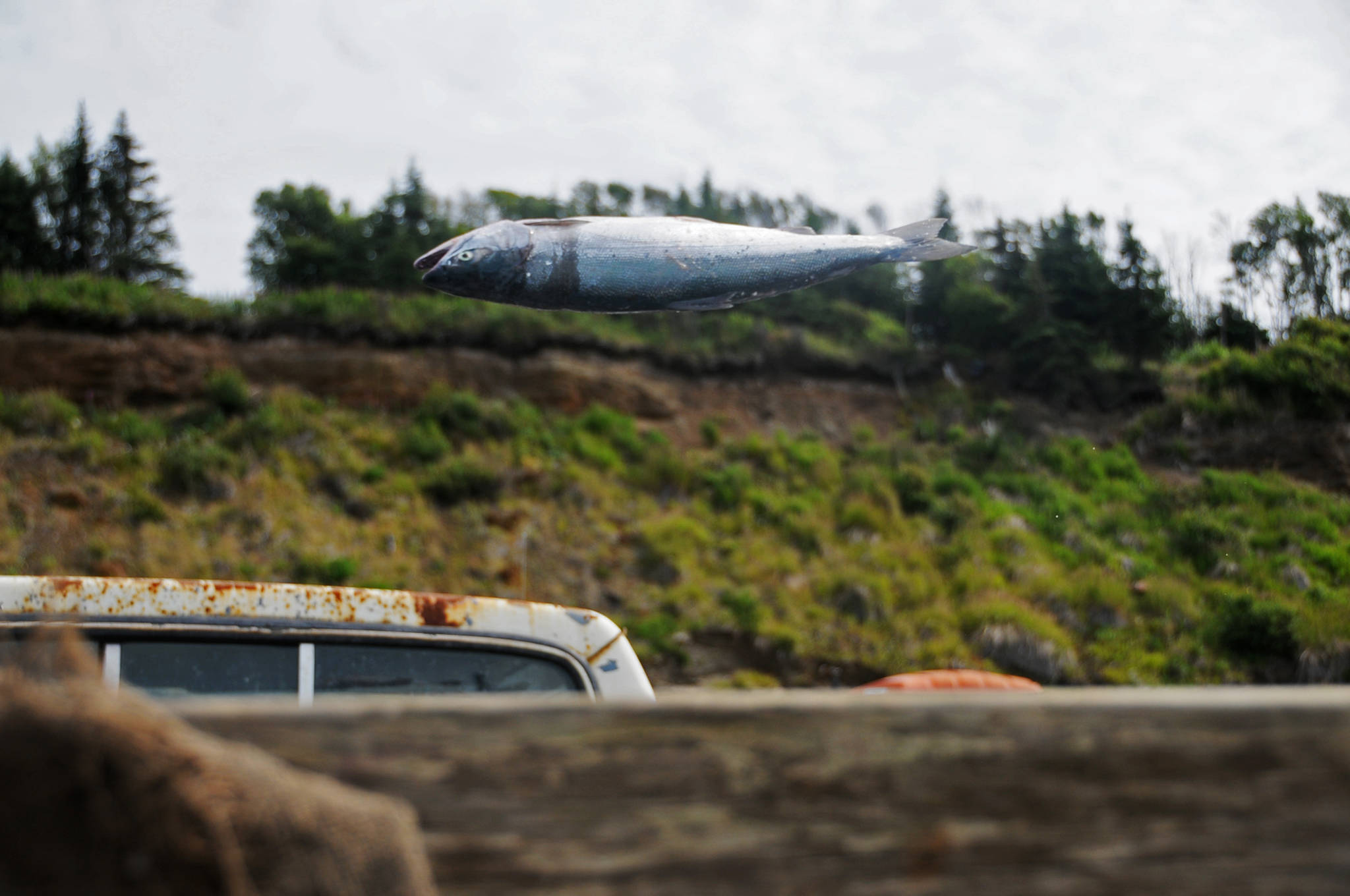 A sockeye salmon makes its flight into the back of a truck on a set gillnet site on July 11, 2016 near Kenai, Alaska. (Elizabeth Earl/Peninsula Clarion, file)