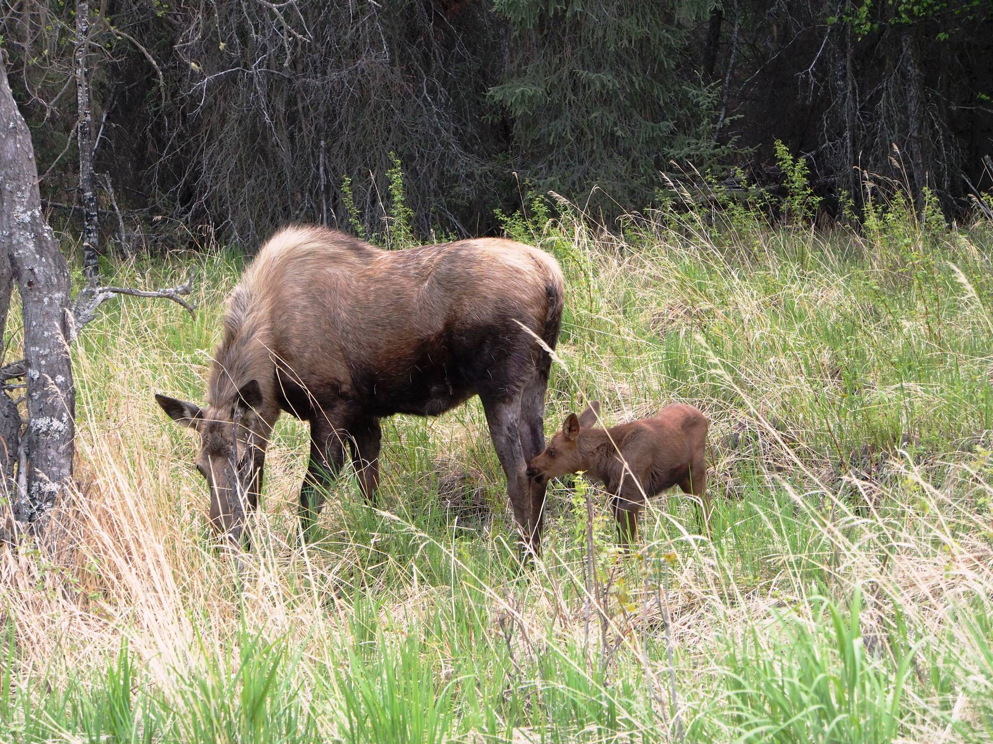 Moose cows are notorious for being great mothers to their young. (Photo by John Morton)