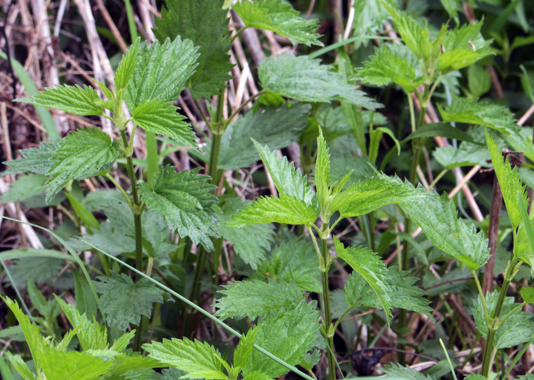 This undated photo shows stinging nettles in New Paltz, N.Y. Nettles is a weed and it stings, but it also is a healthful and tasty plant. (Lee Reich via AP)