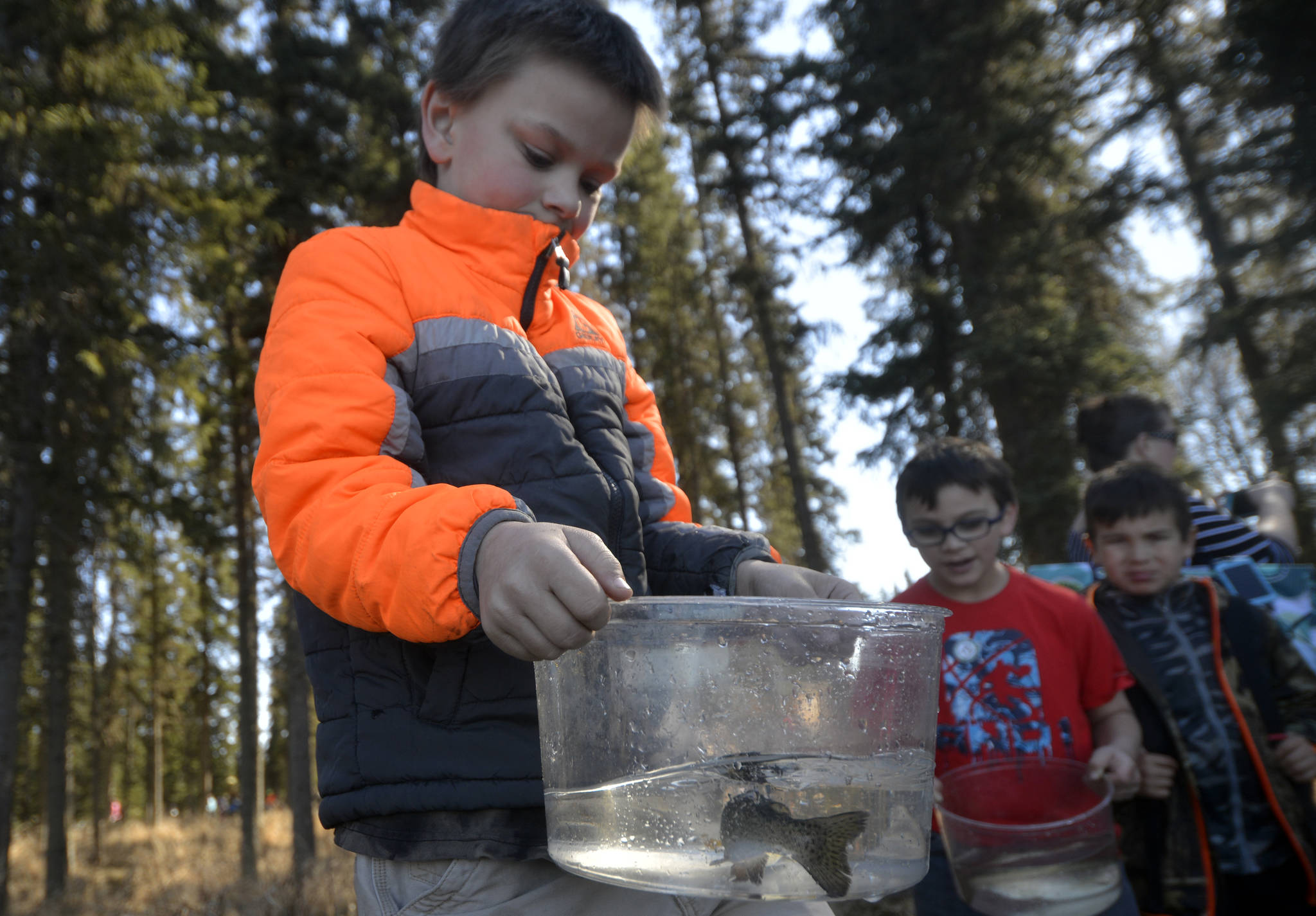 Kaden Bessette, a Soldotna Elementary school student, carefully carried his trout to Johnson Lake to be released during the Salmon Celebration on Thursday, May 11, 2017 in Kasilof, Alaska. (Kat Sorensen/Peninsula Clarion)