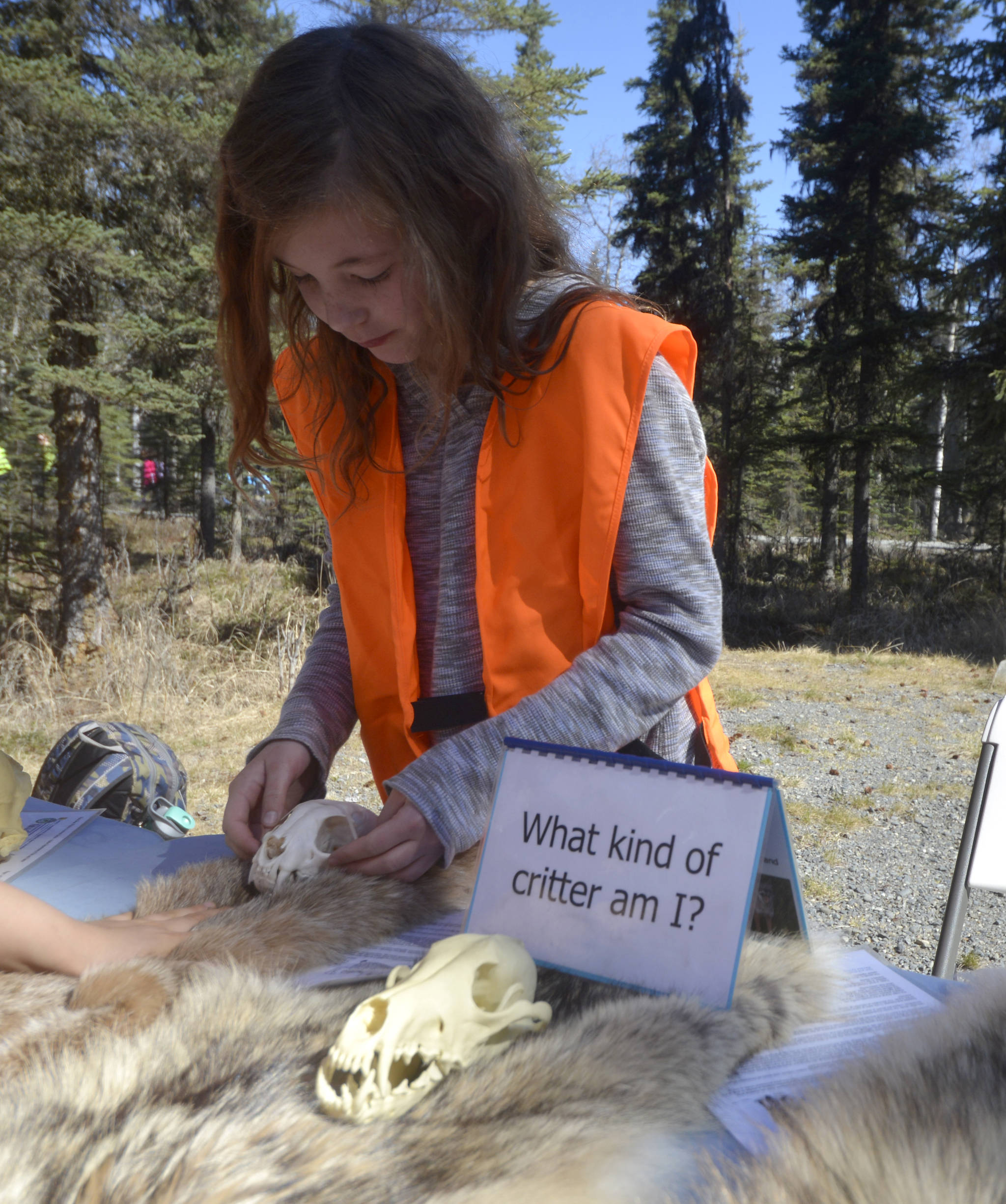 Allehya Roberts, a fifth grader from Sterling Elementary, helped other students identify different animal skulls and hides at the Salmon Celebration on Thursday, May 11, 2017 at Johnson Lake in Kasilof, Alaska. (Kat Sorensen/Peninsula Clarion)