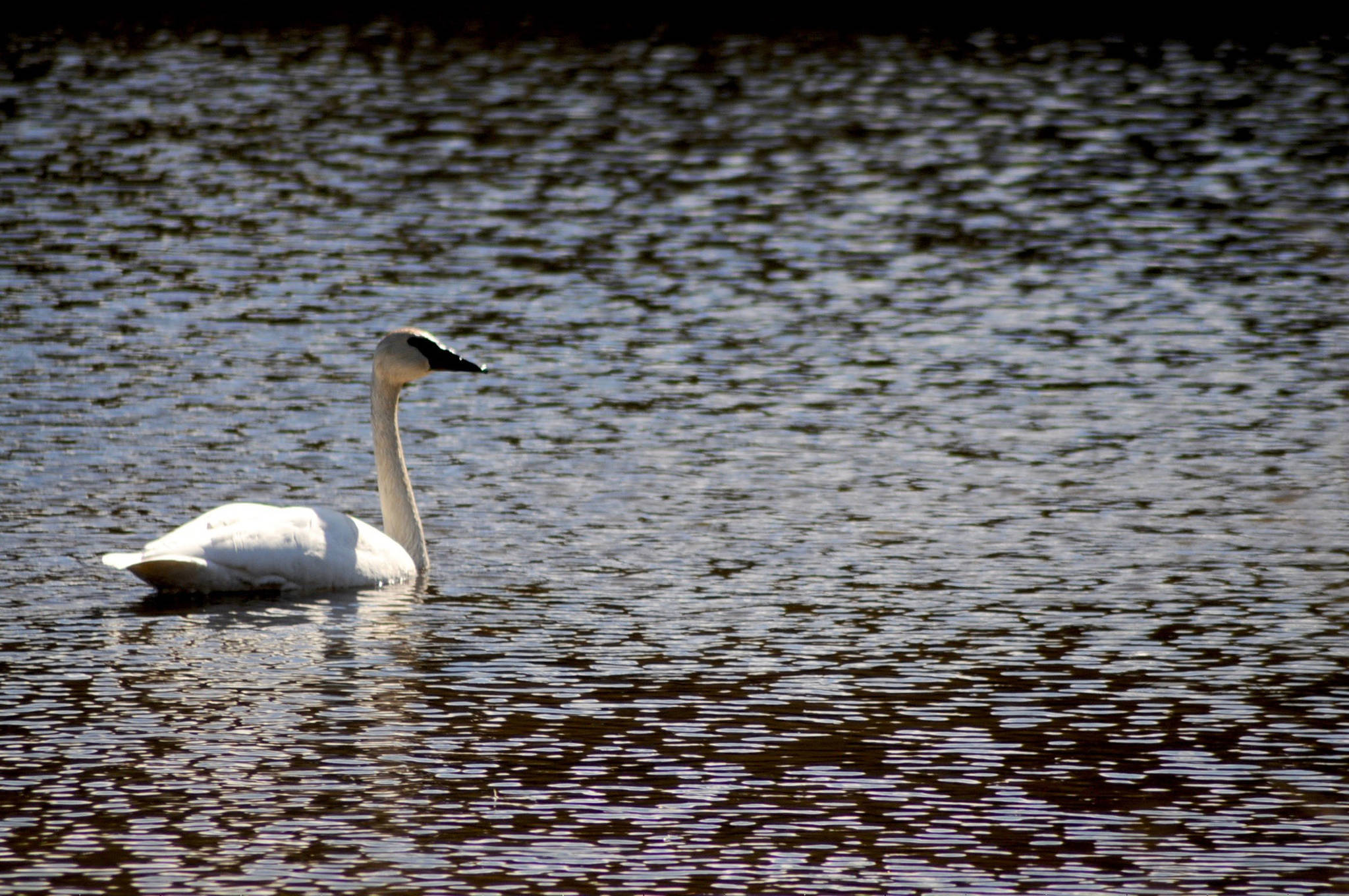 Nesting season on the Kenai A trumpeter swan sunbathes on an unnamed lake near Skilak Lake on Thursday on the Kenai National Wildlife Refuge. Trumpeter swans, which mate for life, typically nest in marshes next to small lakes as early in the spring as thaw allows, according to the Alaska Department of Fish and Game. They need between 140 and 54 ice-free days to complete a breeding cycle. The Kenai National Wildlife Refuge has a growing population of swans, with about 50 nesting pairs. (Elizabeth Earl/Peninsula Clarion)