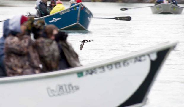 A bufflehead duck flies between three drift boats of birders on Thursday, May 14, 2015 as the group tours the Kenai River during a long weekend of Kenai Birding Festival activities. (Clarion File Photo)