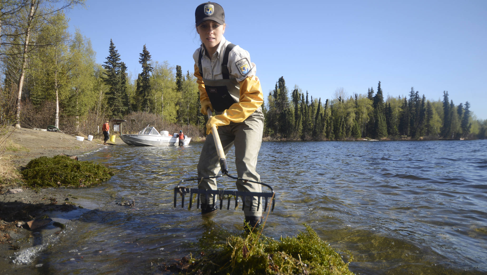 Kenai National Wildlife Refuge intern Kyra Clark rakes masses of the invasive waterweed elodea from the Soldotna-area Sport Lake on Tuesday, May 16. Behind her, staff from the Refuge, the Alaska Department of Natural Resources, and the Kenai Watershed Forum prepare to launch the two boats that will target elodea with the herbicides diquat and fluridone. Following Tuesday’s herbicide discharge into Sport Lake, Refuge biologist John Morton said there’s a three-day safety restriction on drinking the lake water, but none on swimming or fishing. He also cautioned against sprinkling the herbicide-treated water on lawns or gardens. A second round of diquat and fluridone will be put into Sport Lake in September, Morton said, to contnue killing elodea through the winter. (Ben Boettger/Peninsula Clarion)