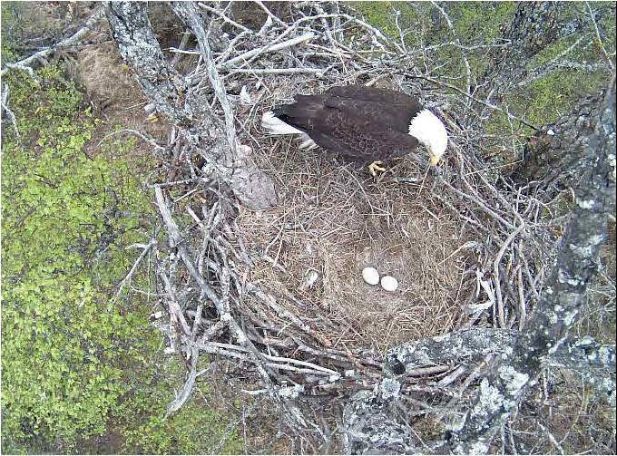 This screen capture from the city of Kenai’s live-feeding camera above a local eagle nest shows an eagle parent roosting with two eggs on Thursday, May 18, 2017 in Kenai, Alaska. Presently the eagle camera is streaming to Kenai City Hall, where administrators hope to raise the city’s profile by putting a live eagle feed online sometime in the coming weeks. (Screen capture courtesy of Jamie Heinz/City of Kenai)