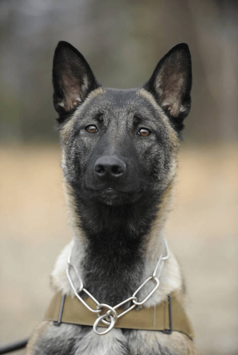 Alaska’s newest drug detection canine will be named Mak thanks to a suggestion from Hannah Dolphin’s sixth-grade class at Kalifornsky Beach Elementary School. (Photo Courtesy Office of the Governor)