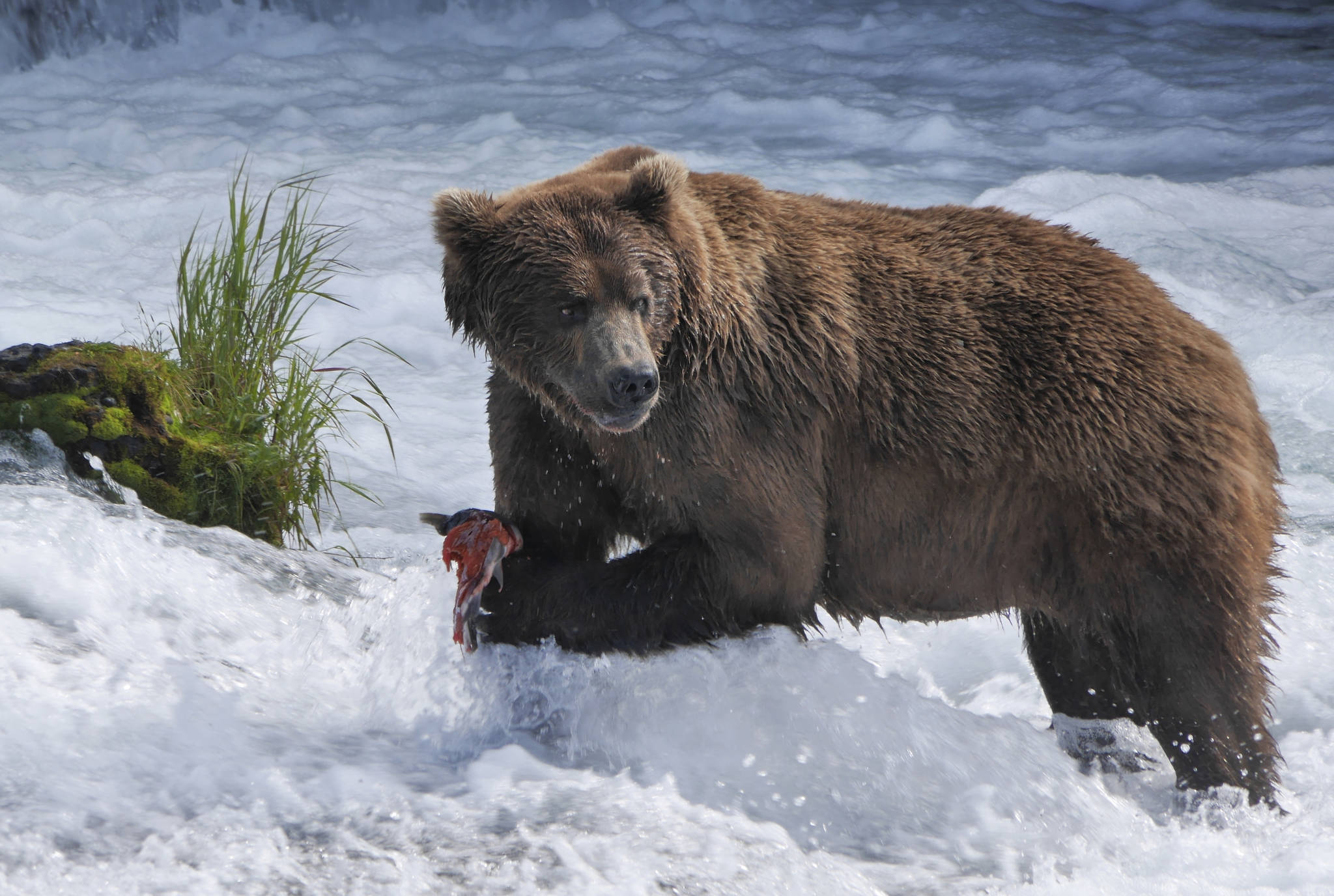 PBS airing live nature special from Alaska this summer