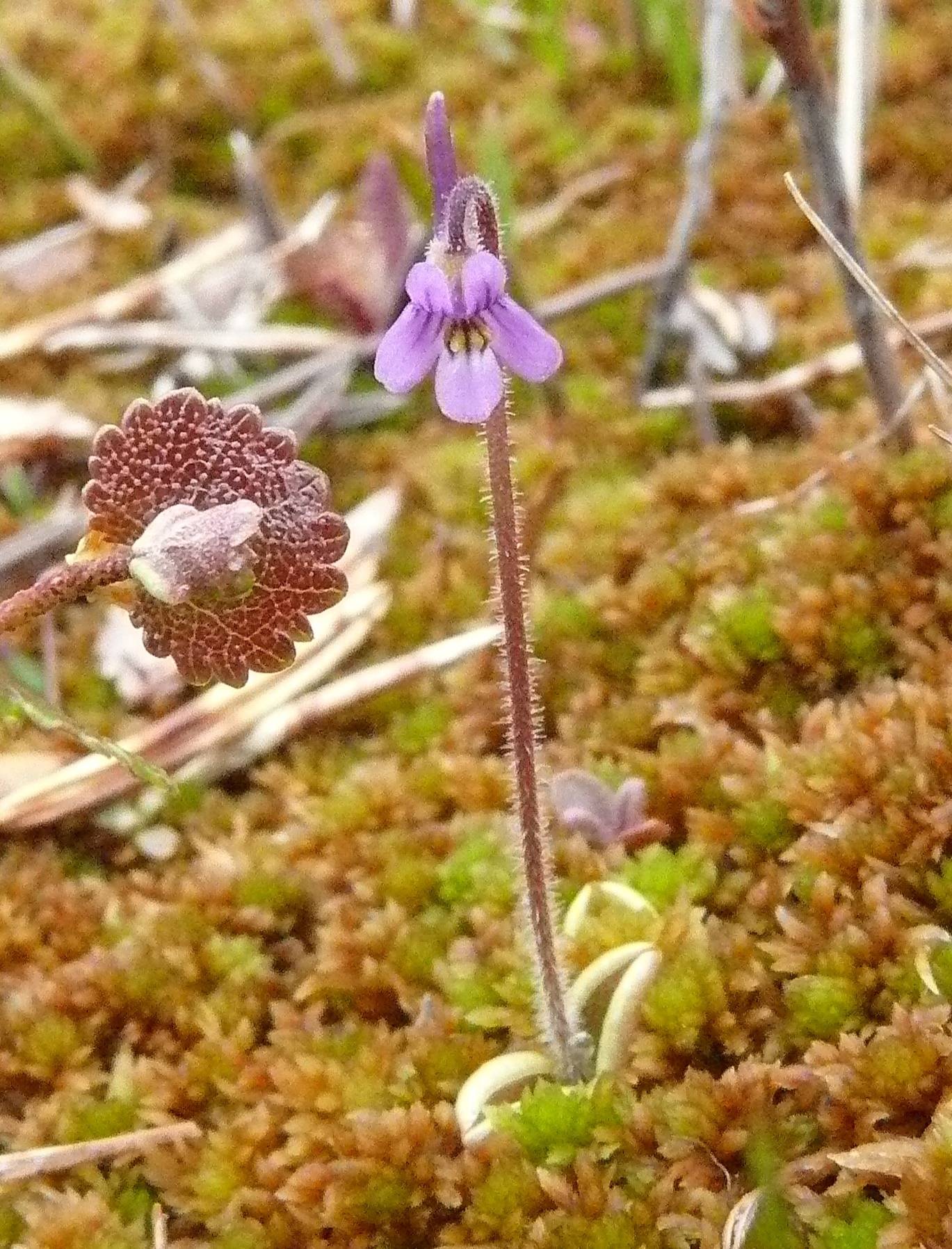 Hairy butterwort in blossom at Headquarters Lake, June 10, 2015. (Photo by Matt Bowser/USFWS)
