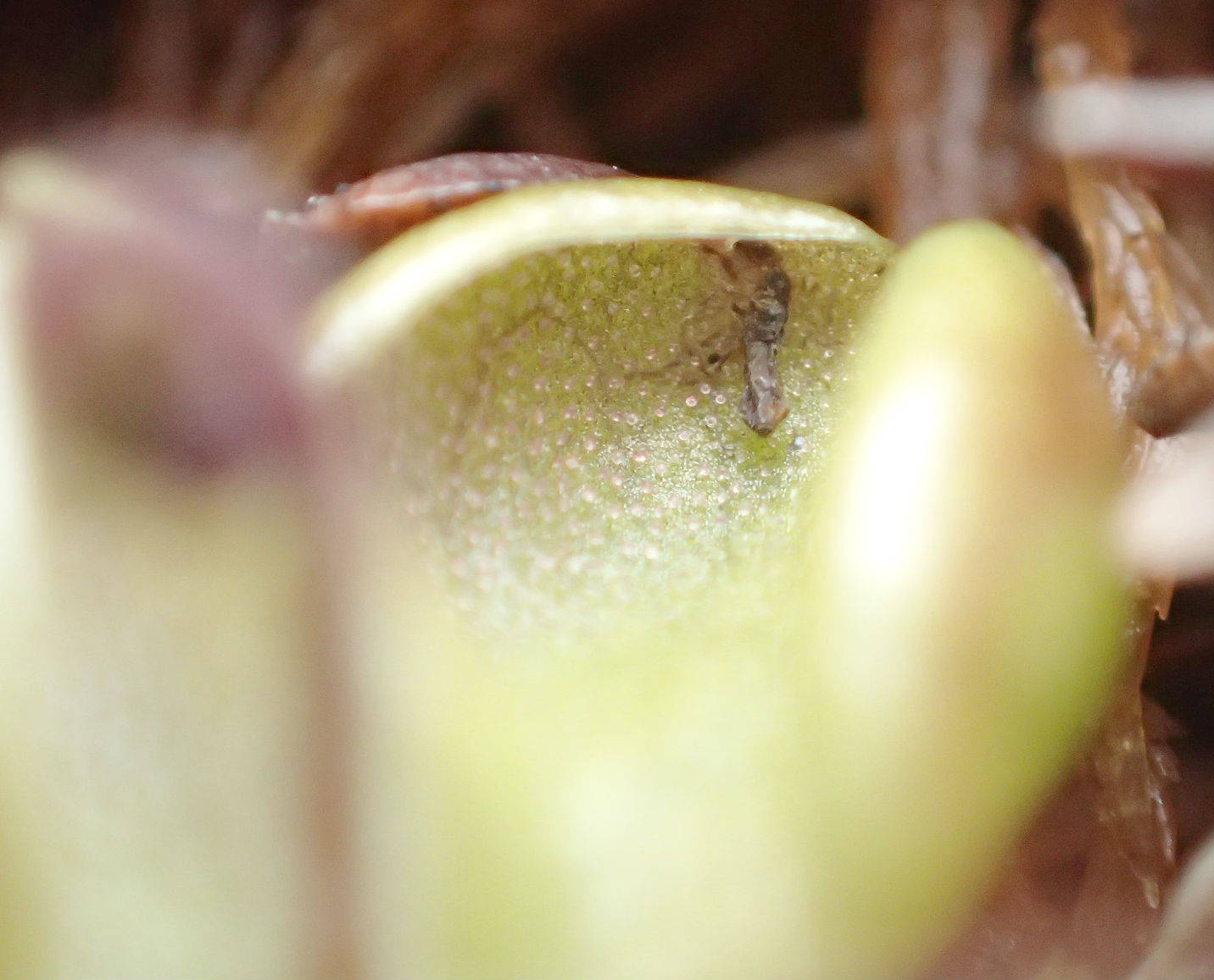 Partially digested carcass of a springtail caught by a hairy butterwort at Headquarters Lake, May 22. Note the glistening glands discernable in this image. (Photo by Matt Bowser/USFWS)