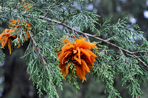This undated photo shows cedar apple rust infection on cedar in New Paltz, N.Y. Cedar apple rust begins its seasonal cycle on cedar trees and is one of many diseases attacking apples, but not all apple varieties are susceptible. (Lee Reich via AP)