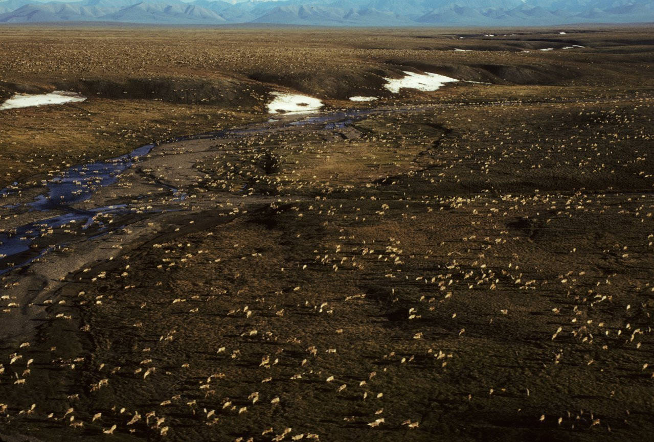 FILE - This undated aerial photo provided by U.S. Fish and Wildlife Service shows a herd of caribou on the Arctic National Wildlife Refuge in northeast Alaska. President Donald Trump’s proposed budget calls for opening the coastal plain of the Arctic National Wildlife Refuge to oil and gas drilling. The refuge takes up an area the size of West Virginia and Connecticut combined in the northeast corner of Alaska. (U.S. Fish and Wildlife Service via AP, File)