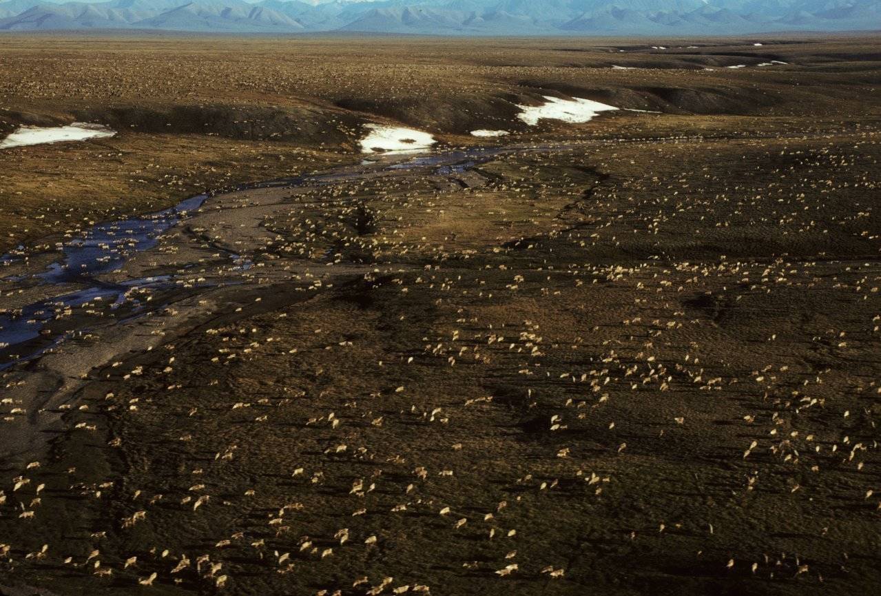 FILE - This undated aerial file photo provided by U.S. Fish and Wildlife Service shows a herd of caribou on the Arctic National Wildlife Refuge in northeast Alaska. President Donald Trump’s proposed budget calls for opening the coastal plain of the Arctic National Wildlife Refuge to oil and gas drilling. The refuge takes up an area the size of West Virginia and Connecticut combined in the northeast corner of Alaska. (U.S. Fish and Wildlife Service via AP, file)