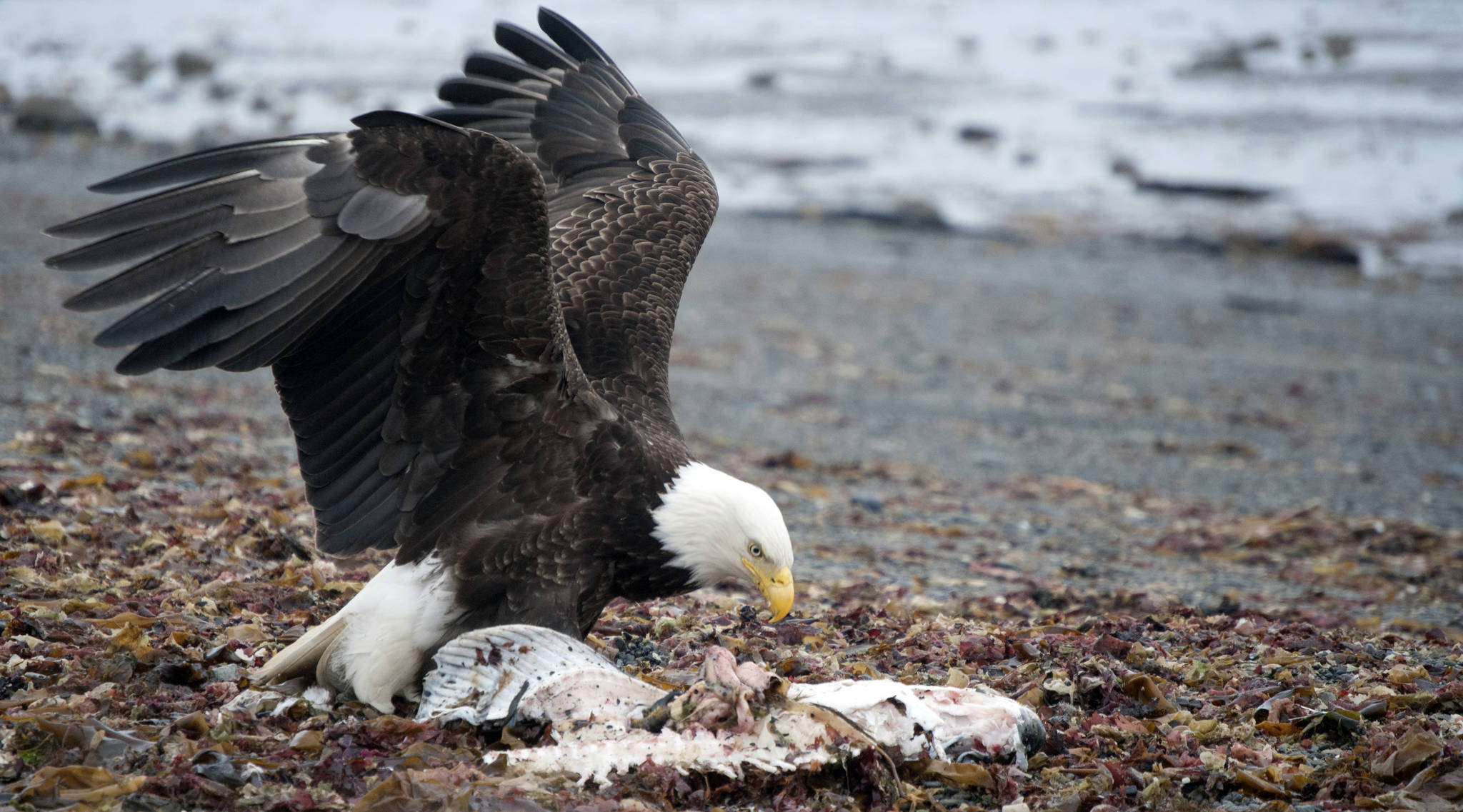 A bald eagle feasts on a halibut carcass on Ninilchik Beach on Saturday, May 27, 2017 in Ninilchik, Alaska. (Kat Sorensen/Peninsula Clarion)