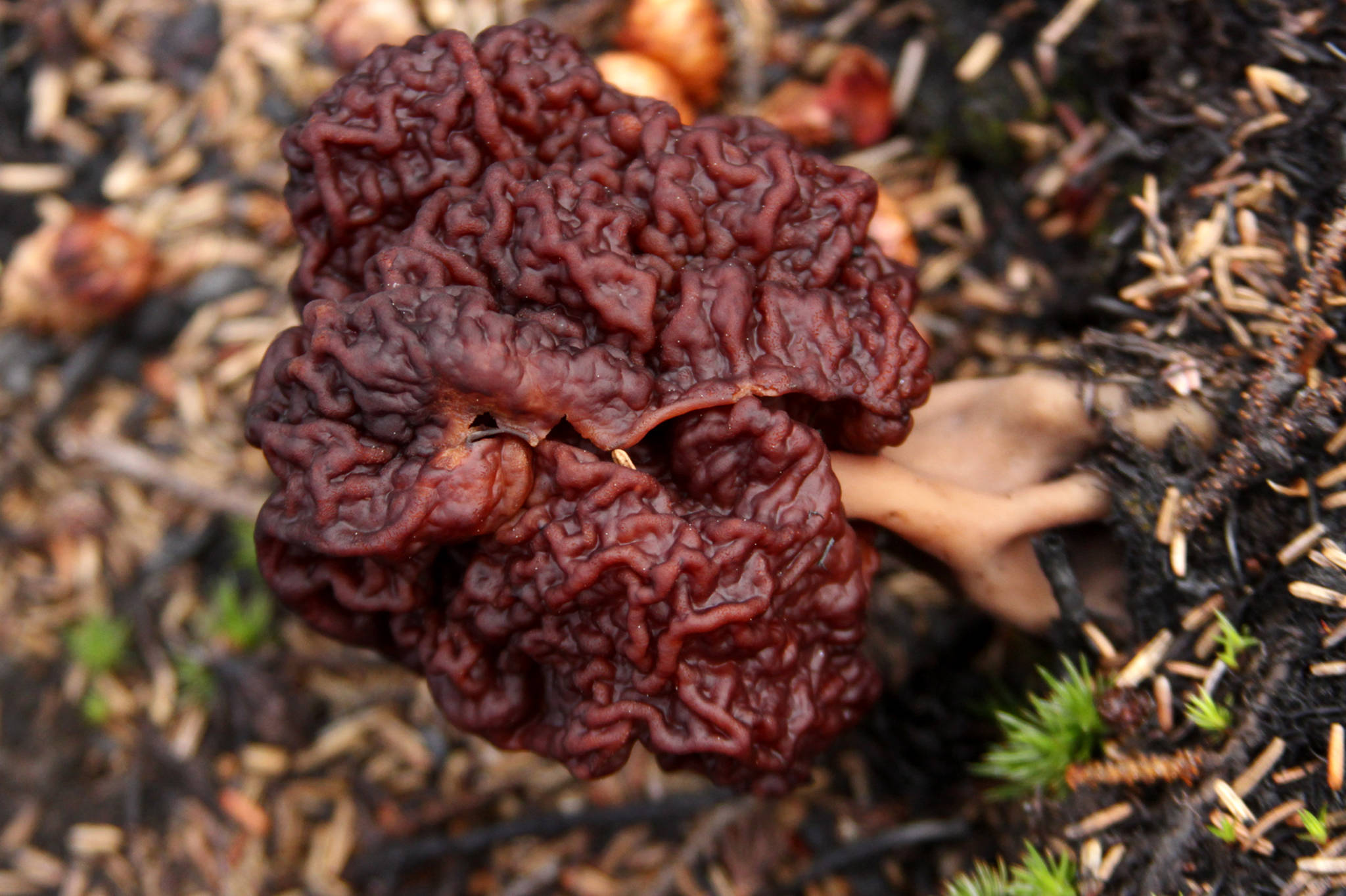 A false morel grows on the forest floor on Friday, May 26 near Sterling. Toxic false morels are redder, lumpier, and have fatter ridges and shallower pits than edible true morels. Unlike true morels, their stems are solid rather than hollow inside.