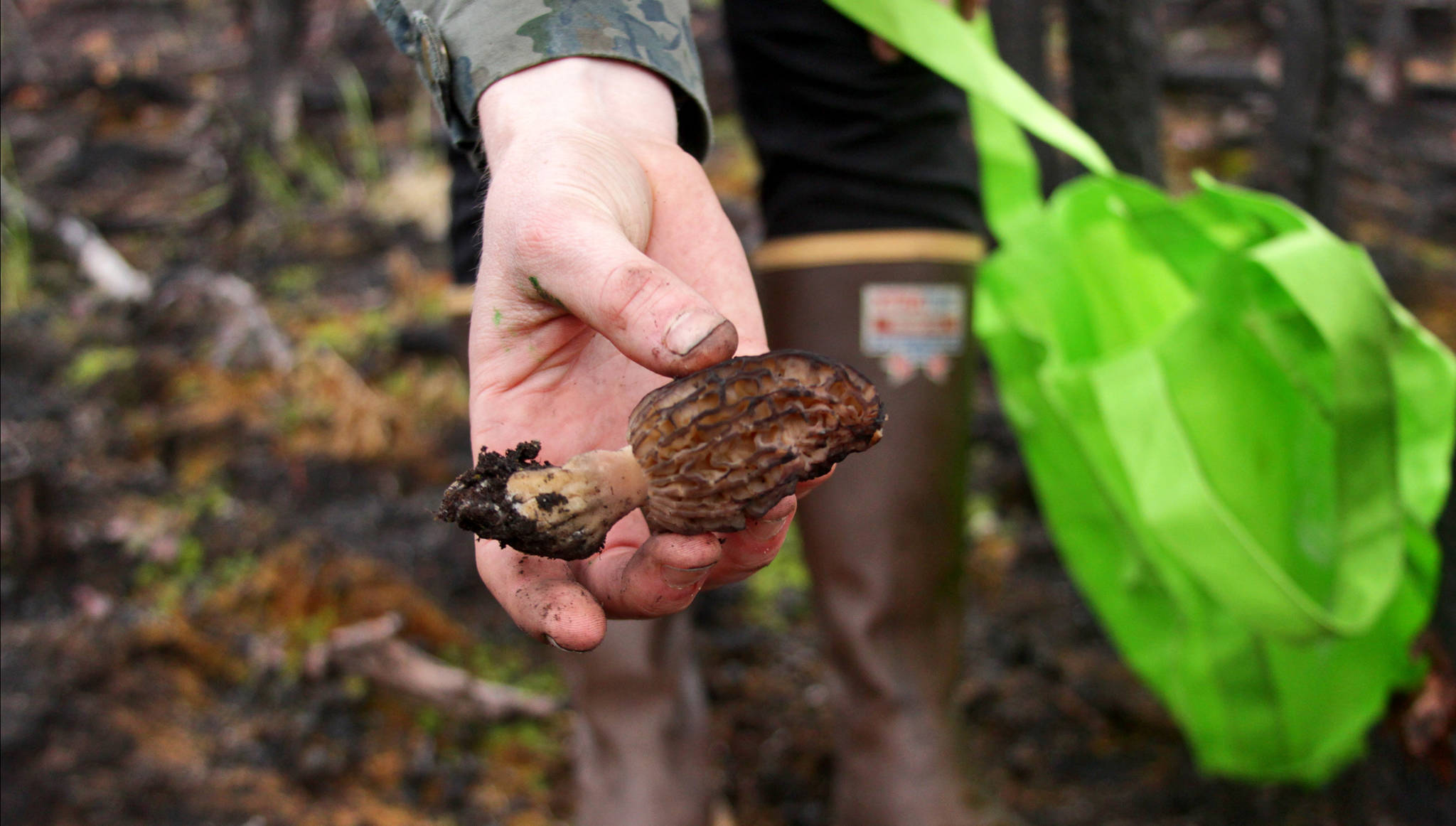 Kat Sorensen holds an average-sized specimen of morel mushroom that she harvested May 26 near Sterling. Though early in the season, Sorensen and a party of three other hunters found about 30 small- to mid-size morels, which they later fried and ate.