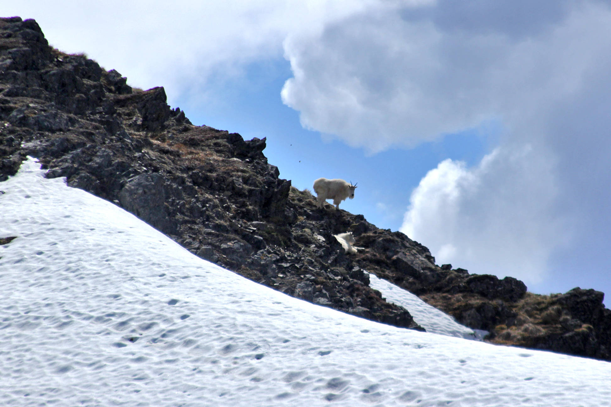 A mountain goat, one of a herd of nine grazing on grasses and lichens on the slope of Point Hope, stands guard atop a ridge on Saturday, June 3, near Hope.