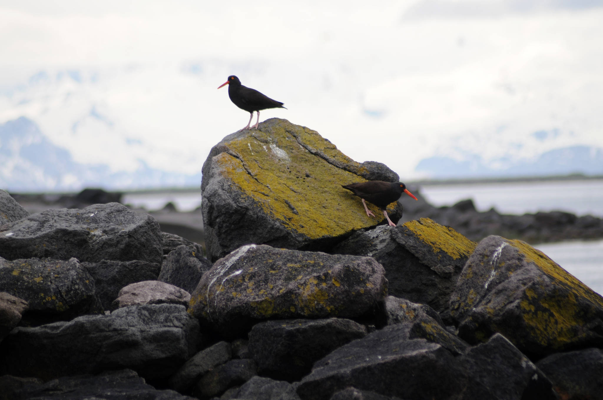 A juvenile bald eagle perches on a rock on a small island off the coast of Augustine Volcano on Monday, June 5, 2017 on Augustine Island, Alaska. The remote island in Cook Inlet is composed of little more than the volcano and its surrounding debris. (Elizabeth Earl/Peninsula Clarion)