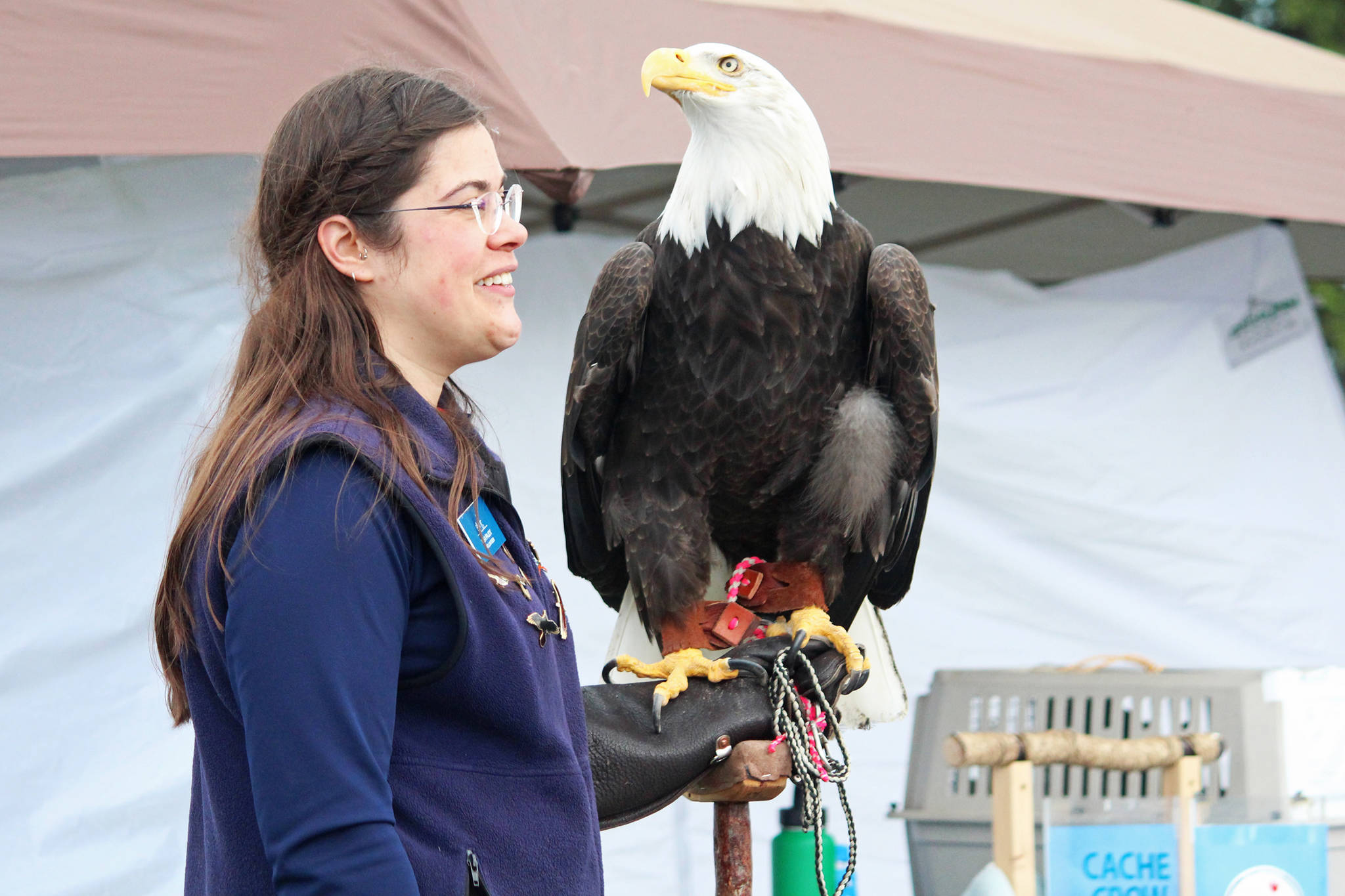 Lisa Pajot of the Bird Treatment and Learning Center speaks to gathered onlookers about Petra, a 23-year-old eagle, while Petra surveys the scene at this year’s Kenai River Festival on Saturday, June 10, 2017 at Soldotna Creek Park in Soldotna, Alaska. (Megan Pacer/Peninsula Clarion)