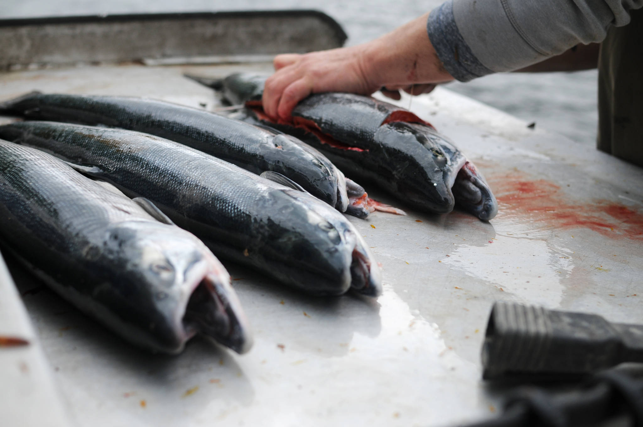 An angler fillets his sockeye salmon caught on the Kenai River near the confluence with the Russian River on Sunday, June 11, 2017 near Cooper Landing, Alaska. Sunday was the first open day for the popular Russian River sockeye sportfishery, and by midmorning, anglers were packing up with their limits and heading home while many others were landing some of the bright fish, some of the first sockeye of the season on the Kenai Peninsula. As of Saturday, the Alaska Department of Fish and Game’s weir on Lower Russian Lake had counted 1,027 fish, more than triple the count of 274 on the same day in 2016. (Elizabeth Earl/Peninsula Clarion)