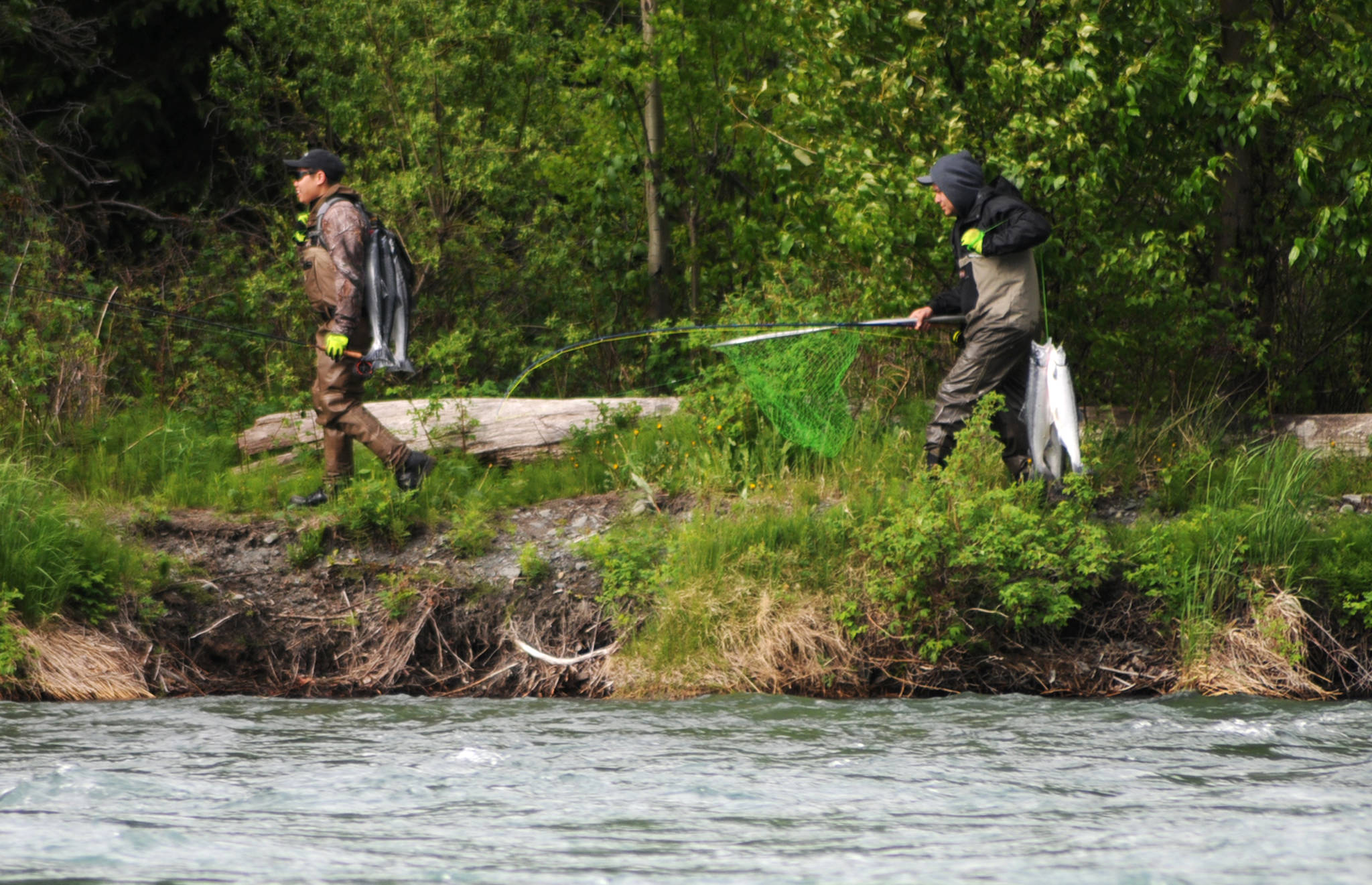 Two lucky anglers pack their sockeye salmon out from the bank of the Kenai River downstream of the confluence with the Russian River on Sunday, June 11, 2017 near Cooper Landing, Alaska. Sunday was the first opening for the popular Russian River sockeye salmon sportfishery, and by midmorning, many anglers were already packing out their limits of salmon while others pulled in their catches. As of Saturday, the Alaska Department of Fish and Game’s weir on Lower Russian Lake had counted 1,027 sockeye, more than triple the 274 that had passed the weir as of the same date in 2016. (Elizabeth Earl/Peninsula Clarion)