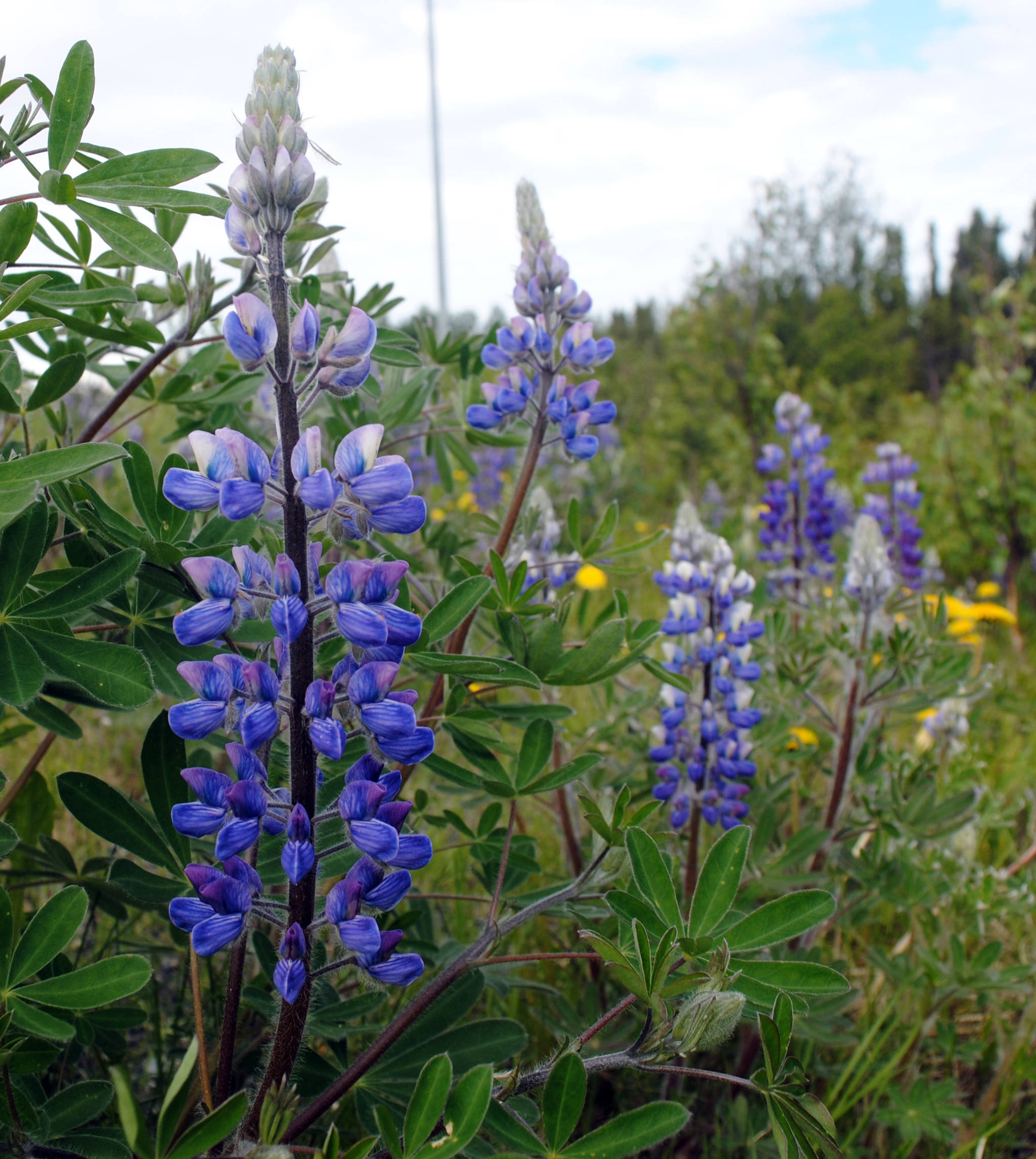 Lupine flowers grow bloom along the Kenai Spur Highway on Tuesday. A wide array of wildflower species can be found throughout the Kenai Peninsula. (Photo by Kat Sorensen/Peninsula Clarion)