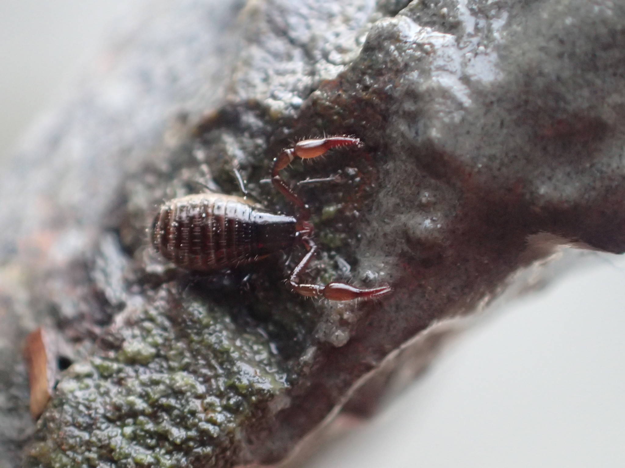 The Intertidal Psuedoscorpion, Halobisium occidentale, is the second species of pseudoscorpion to be documented on the Kenai National Wildlife Refuge. (Photo courtesy Kenai National Wildlife Refuge)