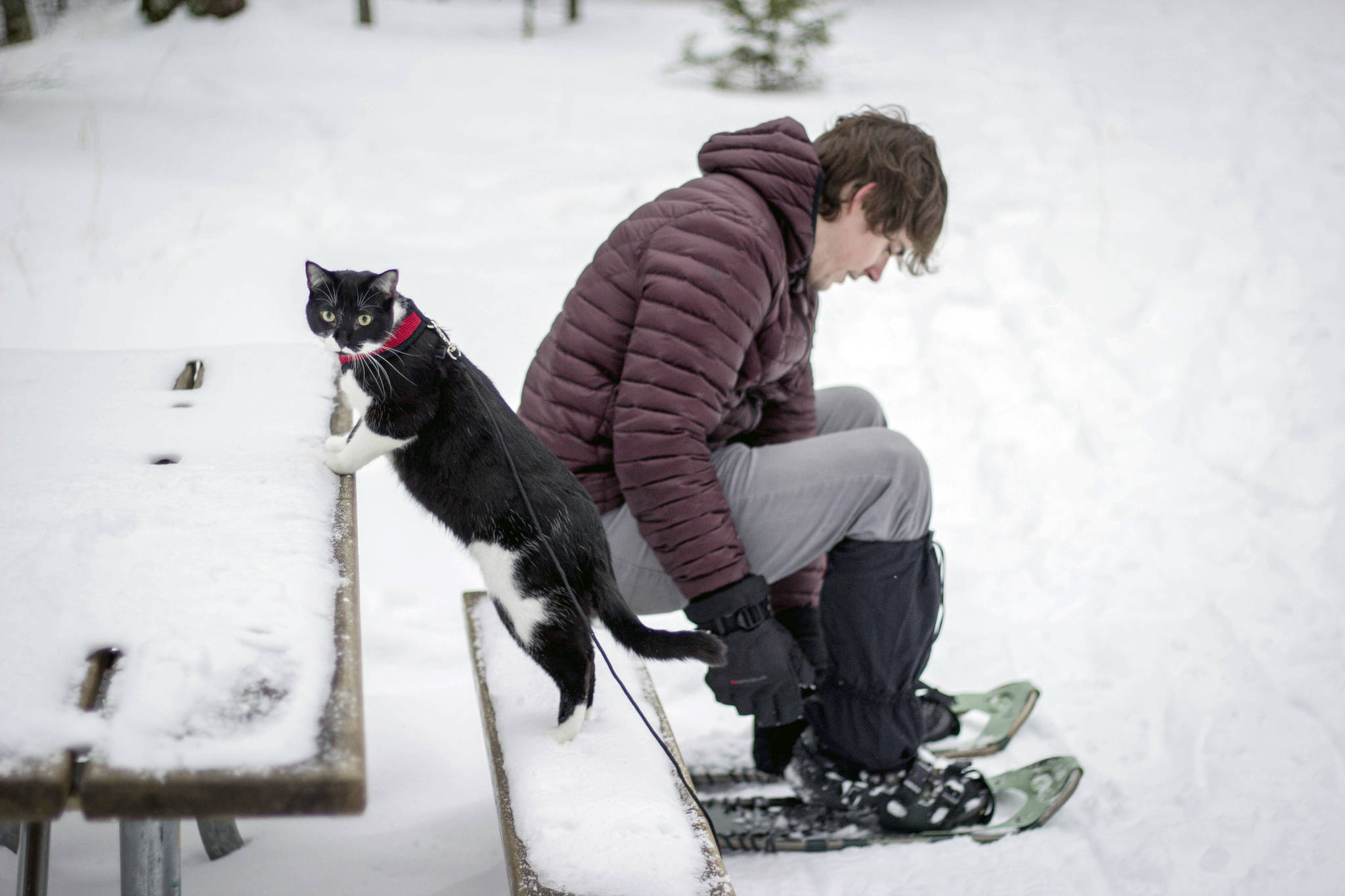 This Jan. 25, 2016 photo provided by Kim Randolph shows Ruger, the “adventure” cat, and Jeremy Vick in Marquette, Mich. (Kim Randolph via AP)