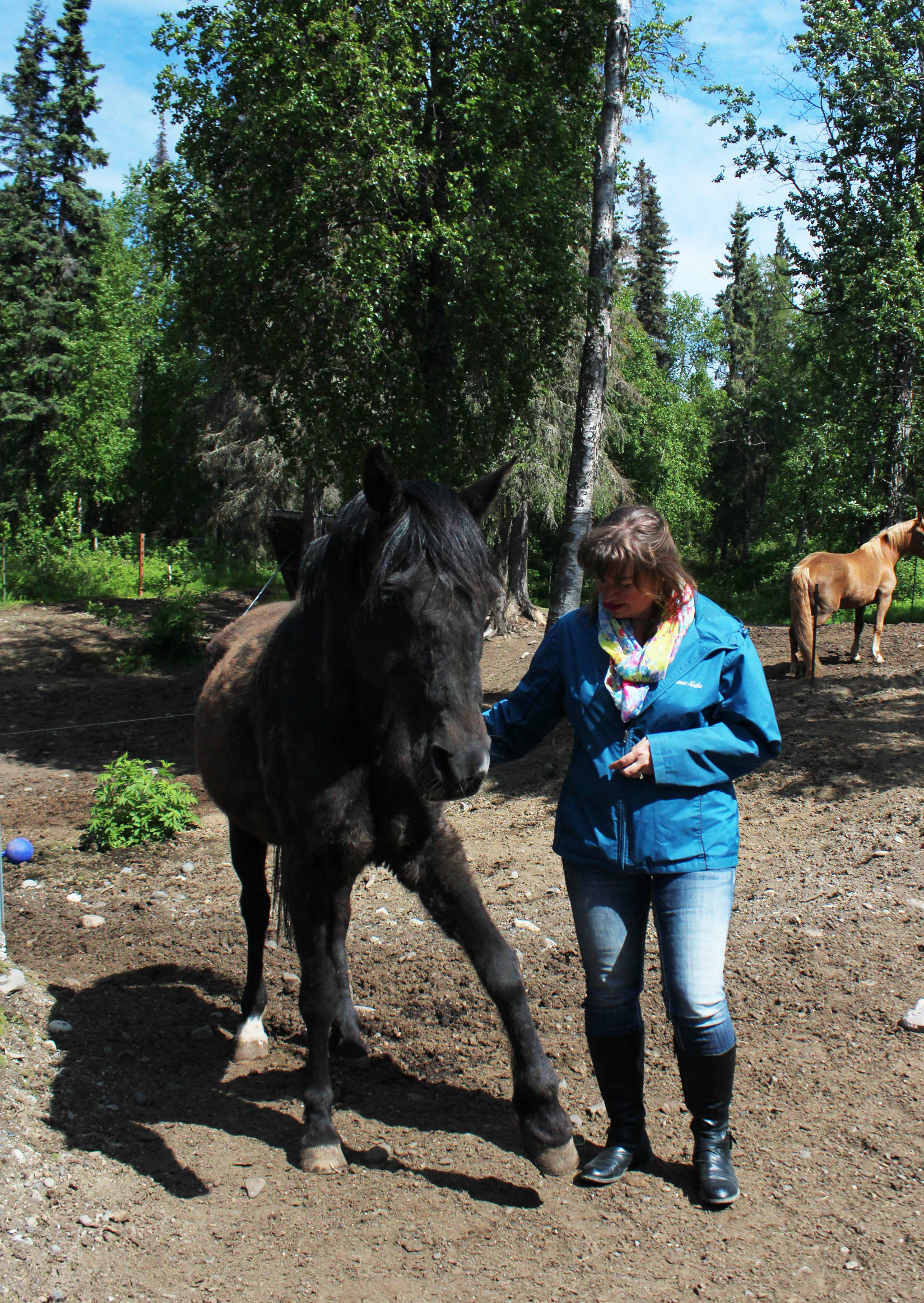 Geri Litzen coaxes her horse Duvall into performing a trick at her home Wednesday, June 14, 2017 in Nikiski, Alaska. Litzen recently started an equine therapy business in which she offers sessions and activities with her five horses. (Megan Pacer/Peninsula Clarion)