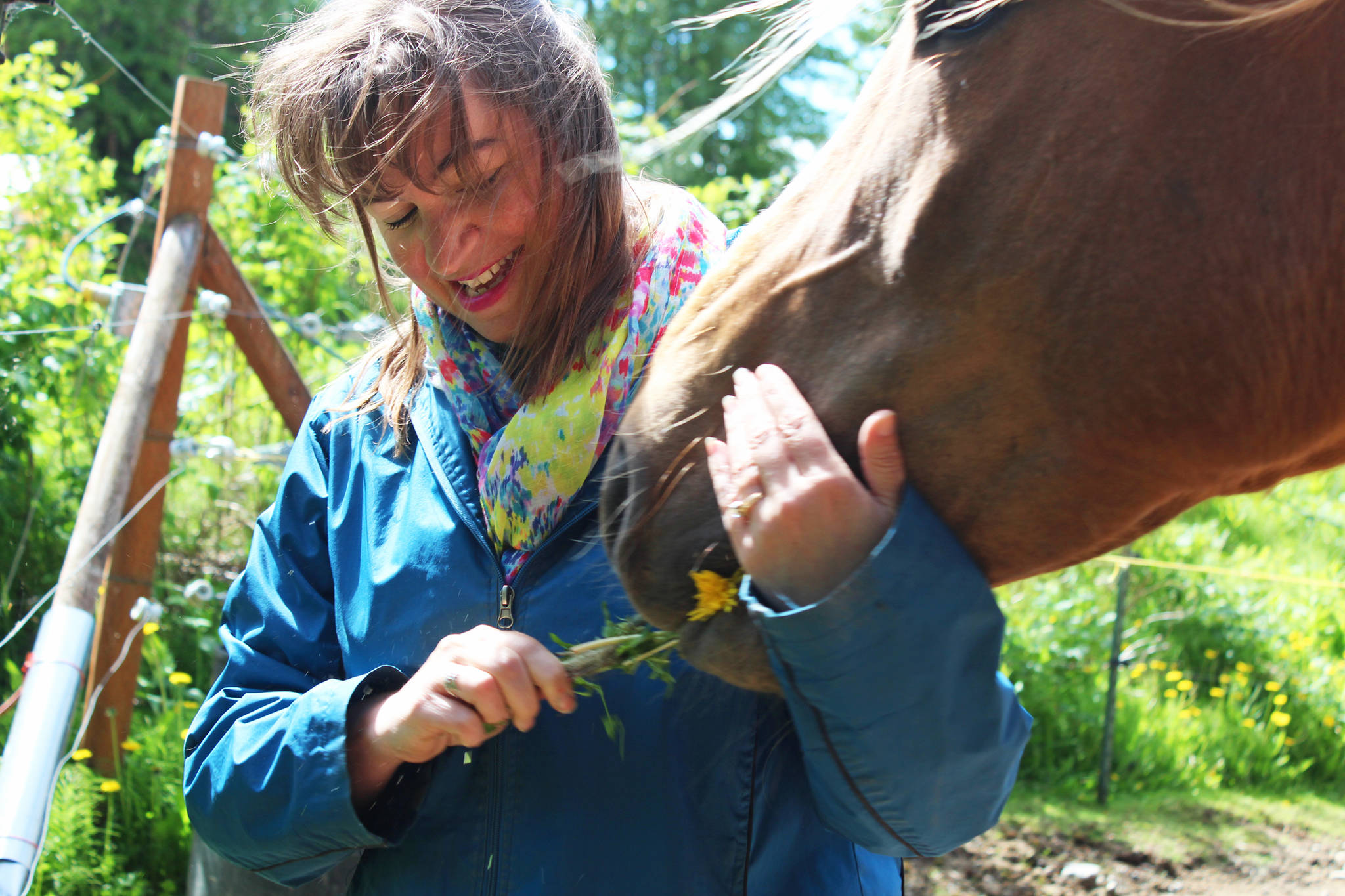 Geri Litzen laughs as her horse, Silke, hastily snatches a snack of dandelions out of her hand Wednesday, June 14, 2017 at her home in Nikiski, Alaska. Silke is one of five horses Litzen utilizes in her new business, Milestones Equine Therapy. (Megan Pacer/Peninsula Clarion)