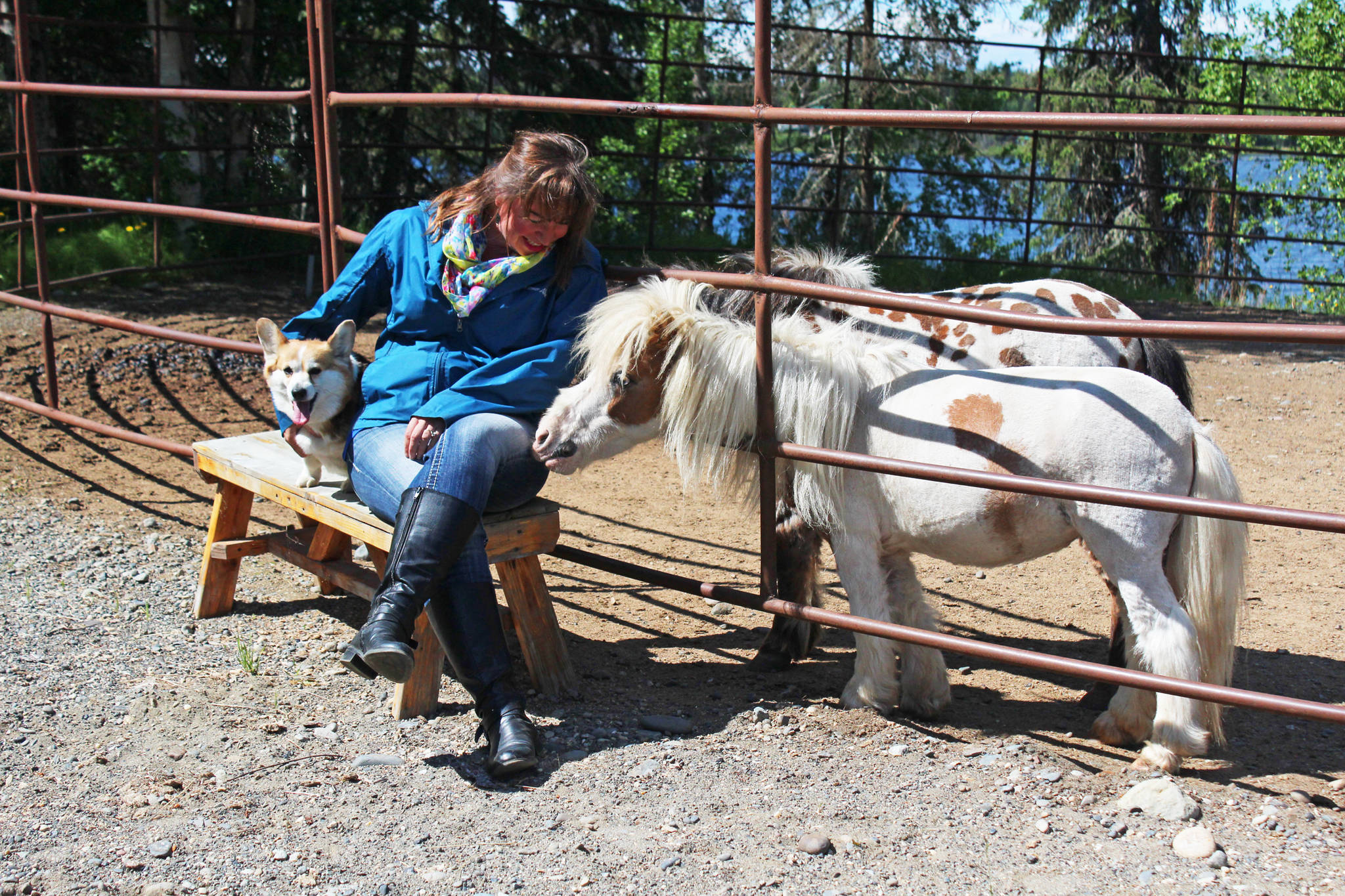 Geri Litzen sits with her two miniature horses, Pixie Dust and Magic, and her corgi, Dandelion, outside her home Wednesday, June 14, 2017 in Nikiski, Alaska. Litzen has recently opened a business called Milestones Equine Therapy run out of her home. (Megan Pacer/Peninsula Clarion)