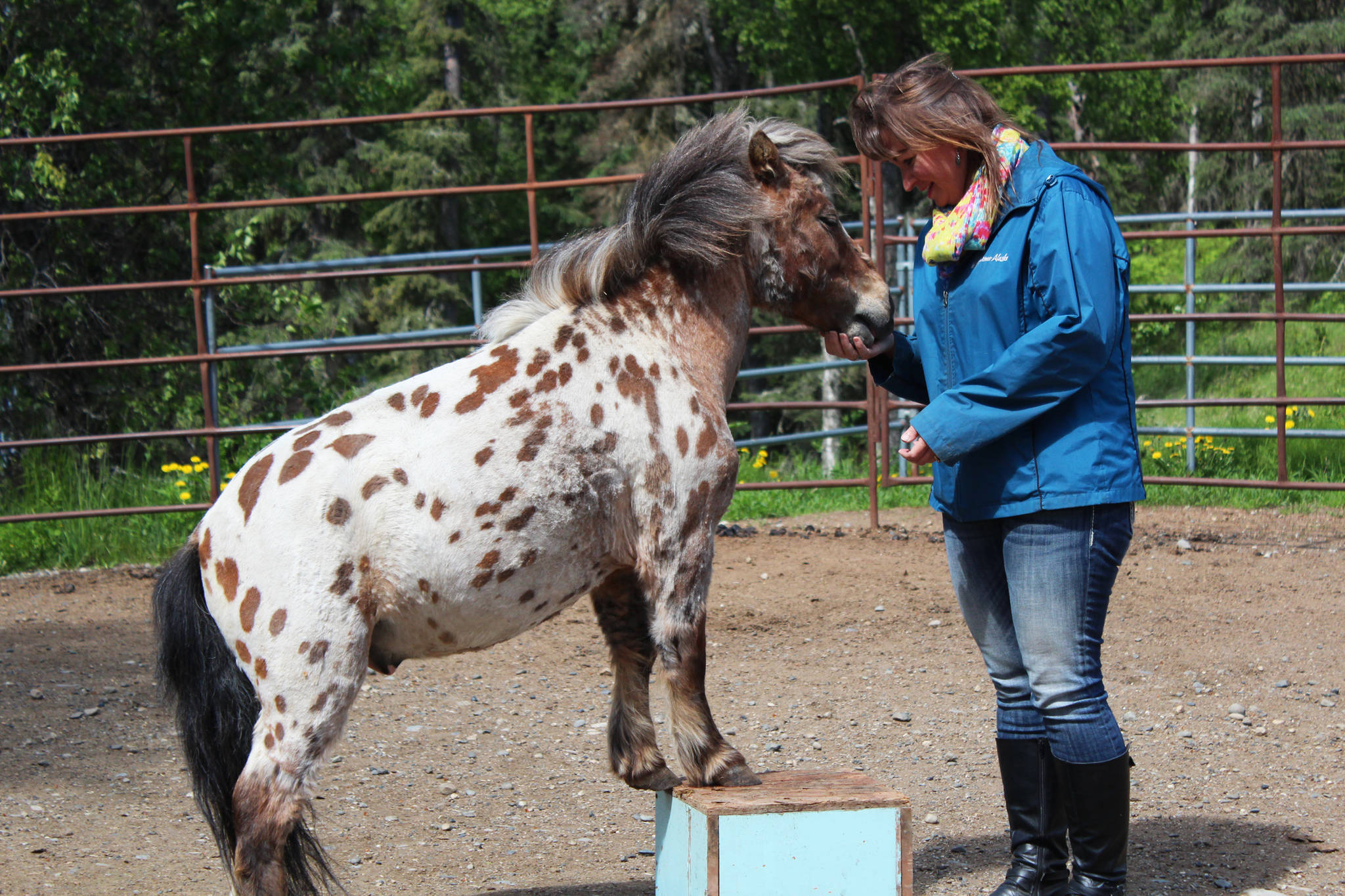Geri Litzen rewards her miniature horse, Magic, after he performs a trick at her home Wednesday, June 14, 2017 in Nikiski, Alaska. Litzen recently started a business called Milestones Equine Therapy, in which she offers sessions and activities with her five horses to promote wellness through human-animal connection. (Megan Pacer/Peninsula Clarion)