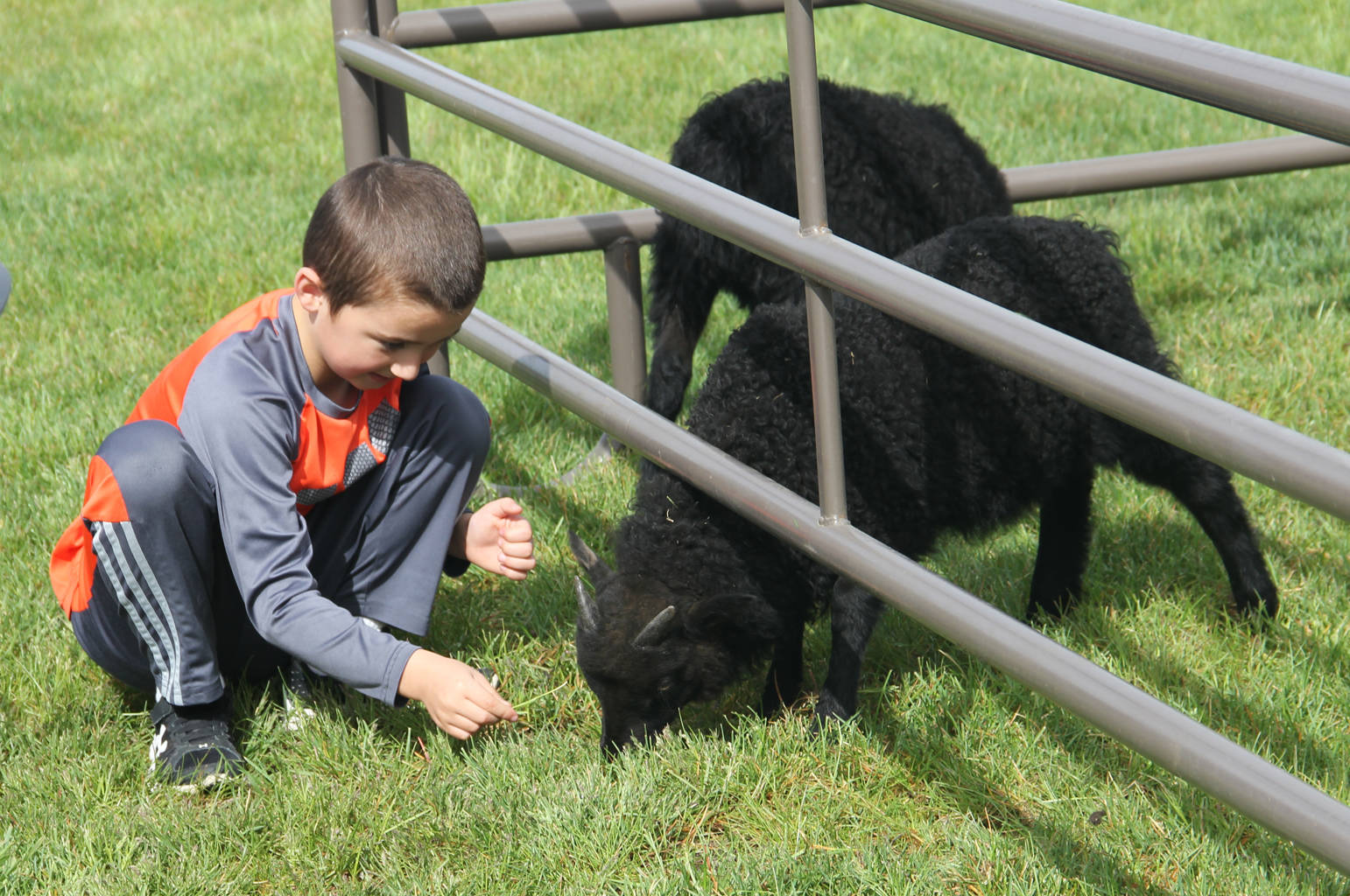 Baby goats lure kids to Matti’s Farm booth at River Festival.