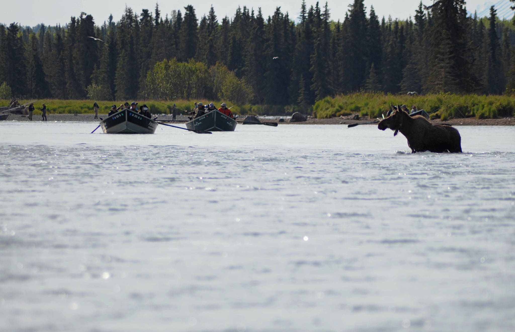 A young cow moose makes her way across the Kasilof River amid a crowd of guided anglers Monday, June 19, 2017 in Kasilof, Alaska. Monday can be a busy day on the Kasilof for guides, as the Kenai River is closed to motor boat use and many head to the Kasilof. Though sockeye are starting to enter the river, most of the anglers are still targeting king salmon. Though Kasilof River has king salmon runs of both wild and hatchery king salmon, and anglers can only retain wild king salmon on Tuesdays, Thursdays and Saturdays. (Photo by Elizabeth Earl/Peninsula Clarion)