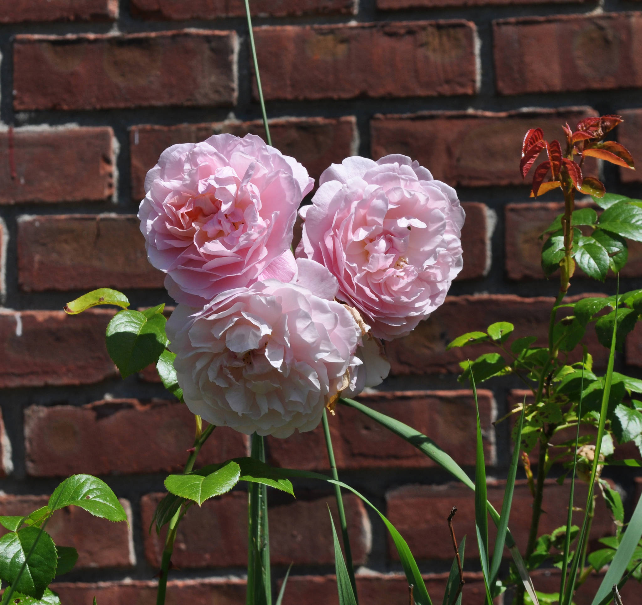 This undated photo shows blossoms of Strawberry Hill rose in New Paltz, N.Y. From breeder David Austin comes Strawberry Hill rose, which is one of many modern shrub roses that captures the look and fragrance of old-fashioned roses with today’s sought-after repeat-blooming and disease resistance. (Lee Reich via AP)