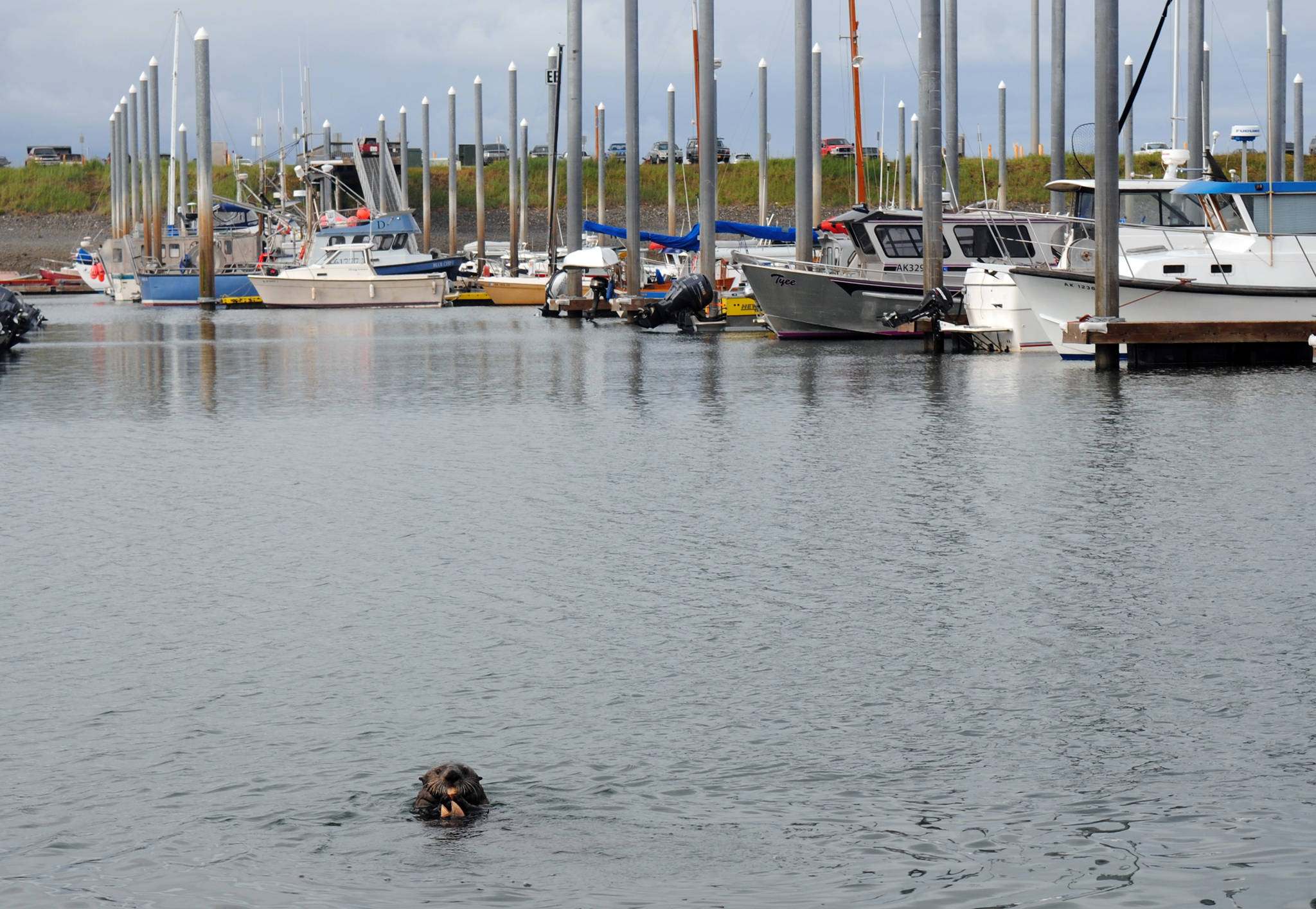 An otter swims while eating a clam in Homer Harbor Tuesday, June 20, 2017 in Homer, Alaska. (Photo by Kat Sorensen/Peninsula Clarion)