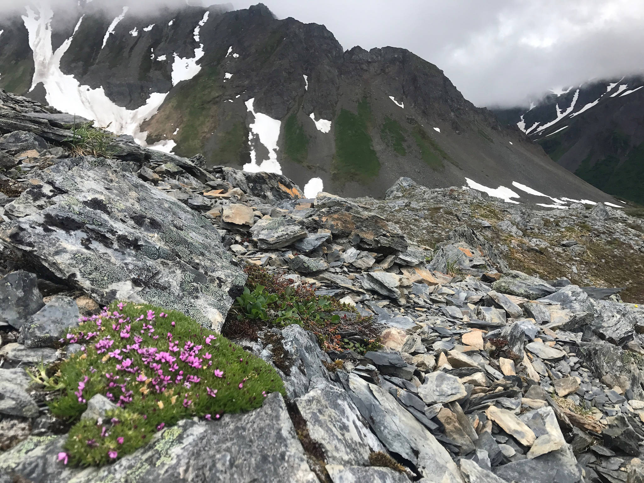 Silene acauilis, commonly known as cushion pink or moss campion, is seen along the Mount Marathon hiking trail in Seward, Alaska Thursday, June 22. 2017. The mountain-dwelling flower grows above the treelines, and flourishes in dry, gravelly terrains, like the shale slopes of Mount Marathon. The cushion pink is also a compass plant, able to help a wandering hiker since the wildflowers pop up on the south side of the plant’s mossy, green cushion. (Photo by Kat Sorensen/Peninsula Clarion) Silene acauilis, commonly known as moss campion or cushion pink, is seen along the Mount Marathon hiking trail in Seward Thursday, June 22. The mountain-dwelling flower grows above the treelines, and flourishes in dry, gravelly terrains, like the shale slopes of Mount Marathon. The moss campion is also a compass plant, able to help a wandering hiker since the wildflowers pop up on the south side of the plant’s mossy green cushion. (Photo by Kat Sorensen/Peninsula Clarion)