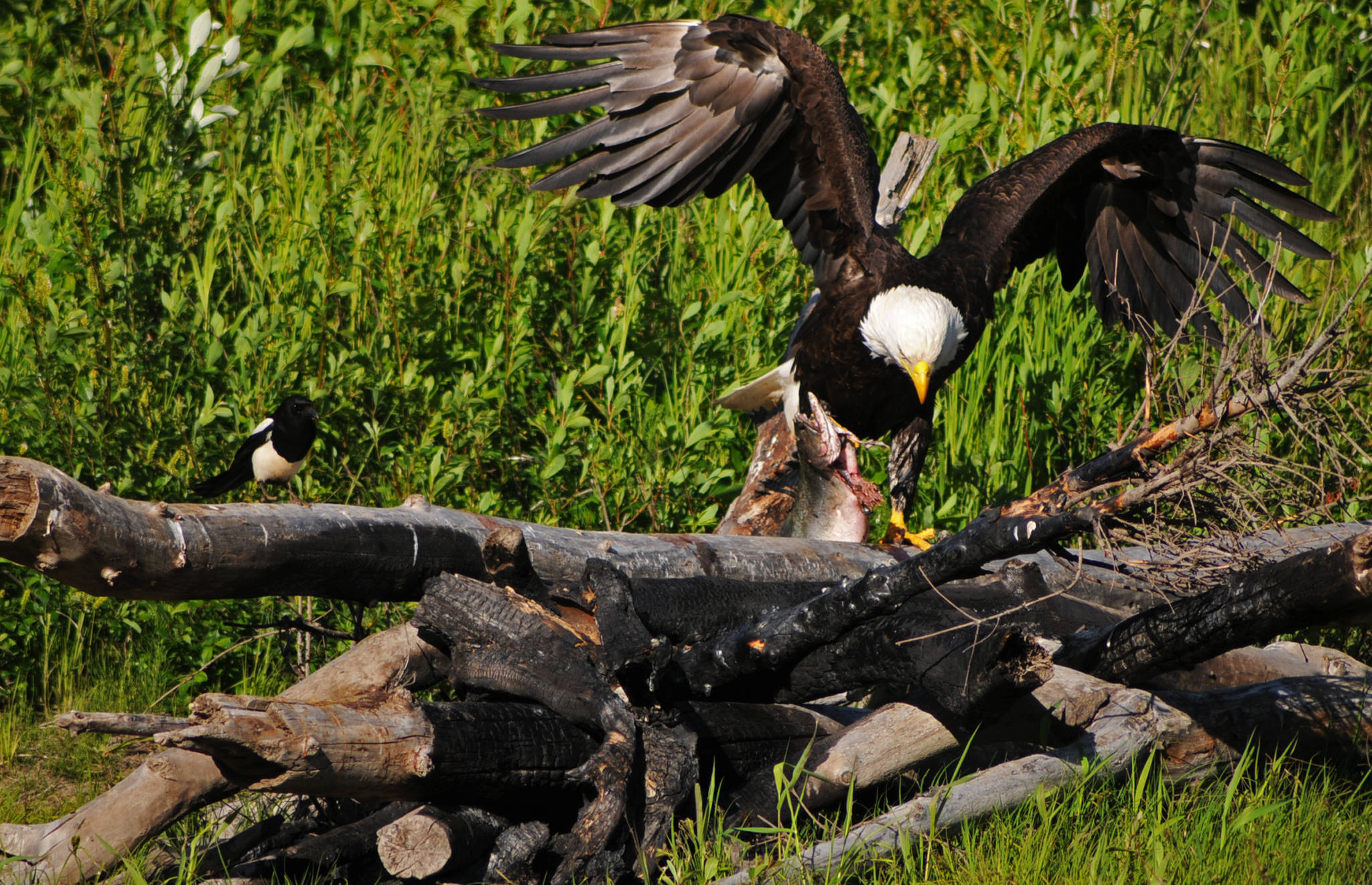 A bald eagle fends off a speculating magpie from his meal of salmon on the Anchor River on Sunday, June 25, 2017 near Anchor Point, Alaska. Though the Anchor River is closed to sportfishing for king salmon now, the salmon are still returning to the river, with about 4,064 kings past the weirs on the north and south forks of the river, within the escapement goal of 3,800&