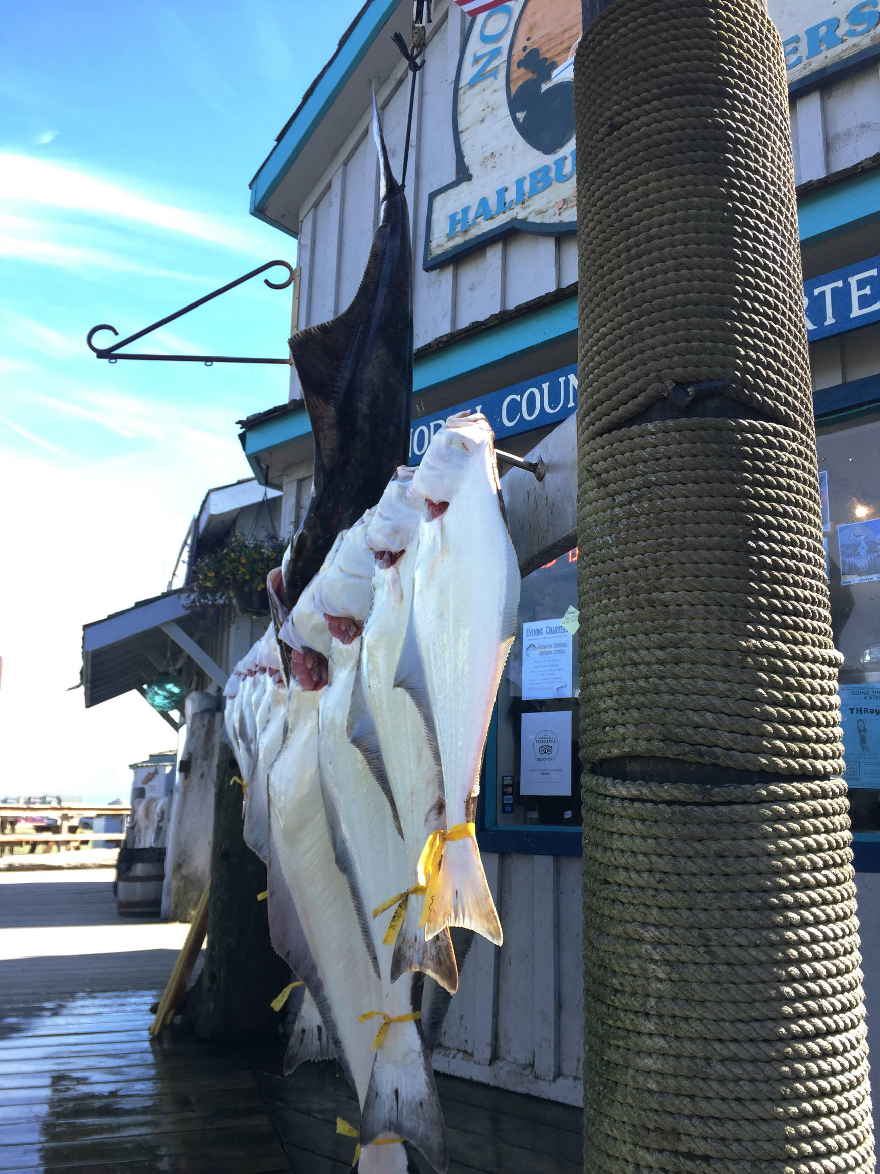 Halibut hang from the display rack at North Country Charters on the Homer Spit on Sunday, June 25, 2017 in Homer, Alaska. (Photo by Elizabeth Earl/Peninsula Clarion)