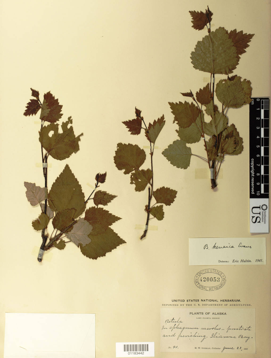 A pressed herbarium specimen identified in 1941 as Kenai Birch by Eric Hult&