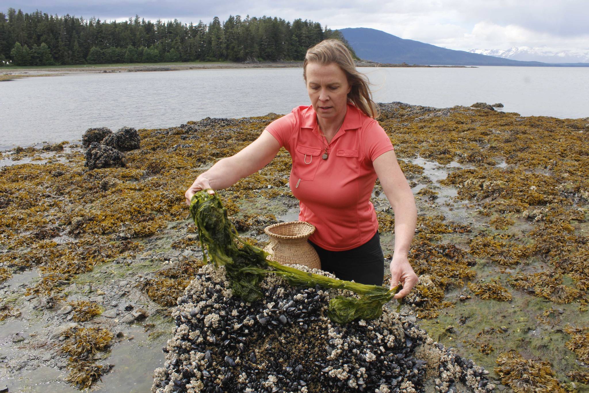 Survivalist Kellie Nightlinger lays out seaweed to dry during a walk in early June. Nightlinger has been voted the top female survival expert in the world, and has chosen Alaska as her home for the past five years. (Photo by Alex McCarthy/Juneau Empire)