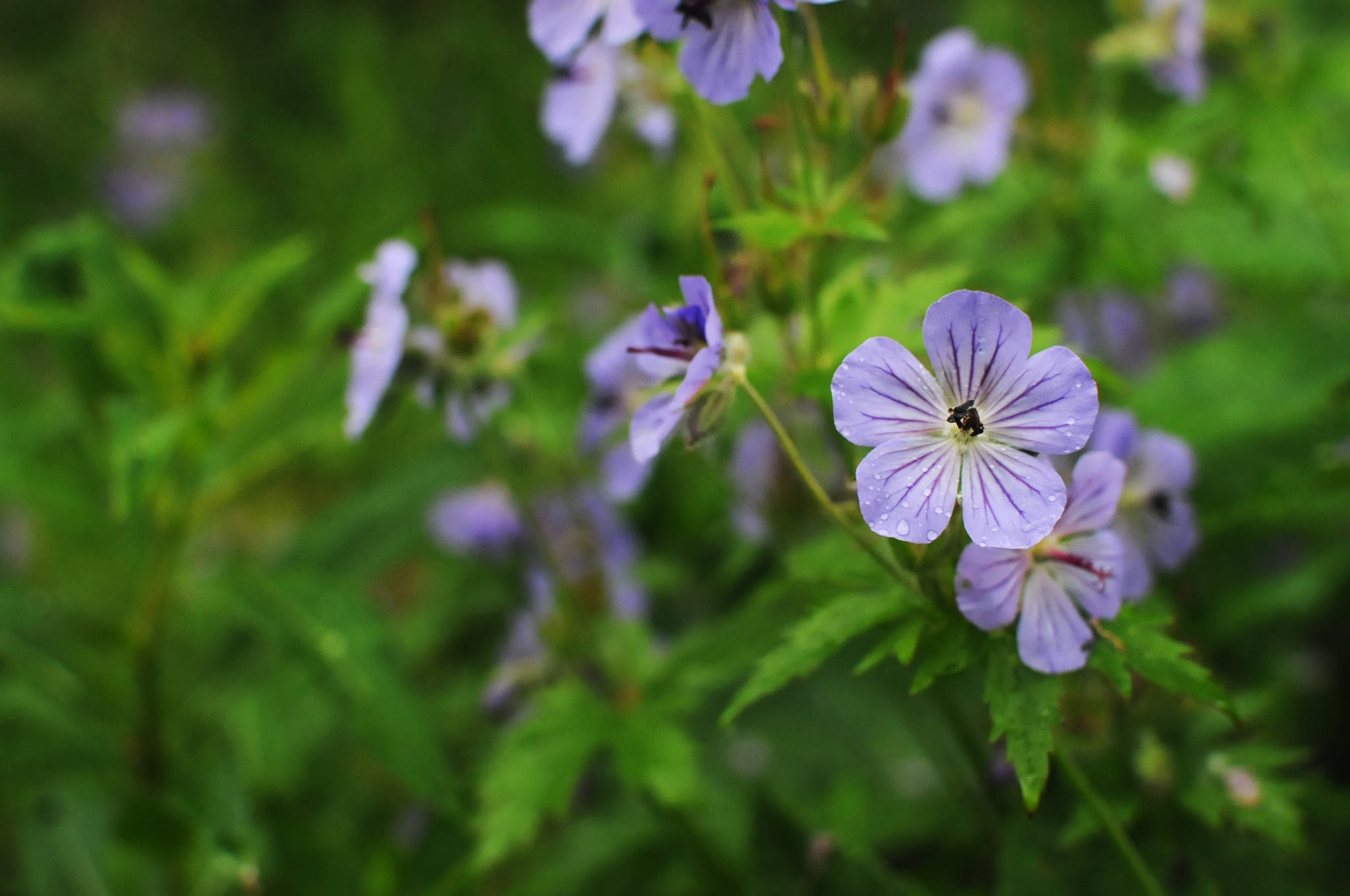 Raindrops glisten on the petals of woolly geranium flowers growing near the boardwalk in Soldotna Creek Park on Sunday, July 9, 2017 in Soldotna, Alaska. Heavy rainfall Saturday night cleared off briefly Sunday morning before turning back to heavy showers Sunday afternoon on the central peninsula, dousing anglers out fishing on the Kenai River briefly before abating and allowing a little blue sky to peek through. After a rainy weekend, the National Weather Service is predicting the weather to warm in the coming week and for the clouds to clear by Wednesday, with temperatures reaching the high 60s and low 70s. (Photo by Elizabeth Earl/Peninsula Clarion)